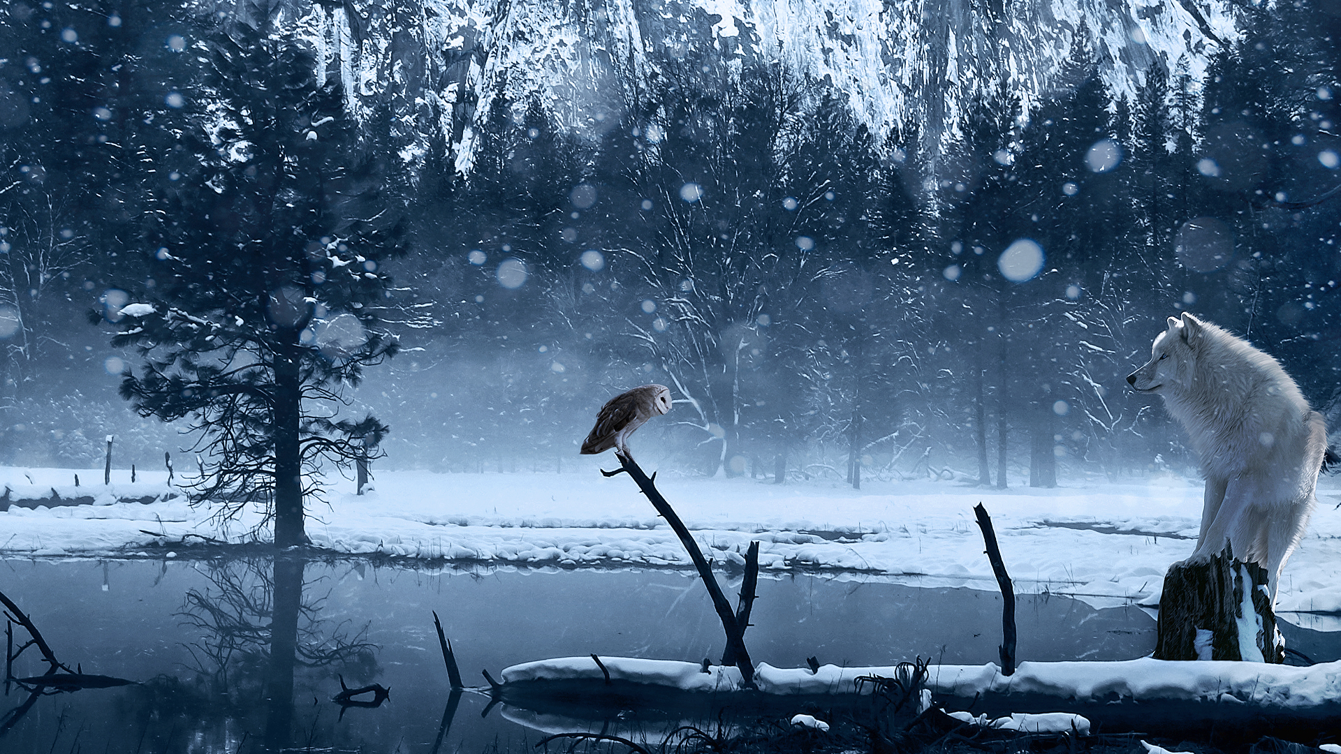 природа животные сова птицы снег зима загрузить