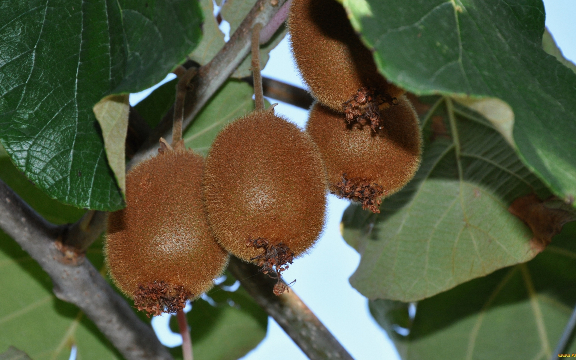 фотосессия, нянь, маракль