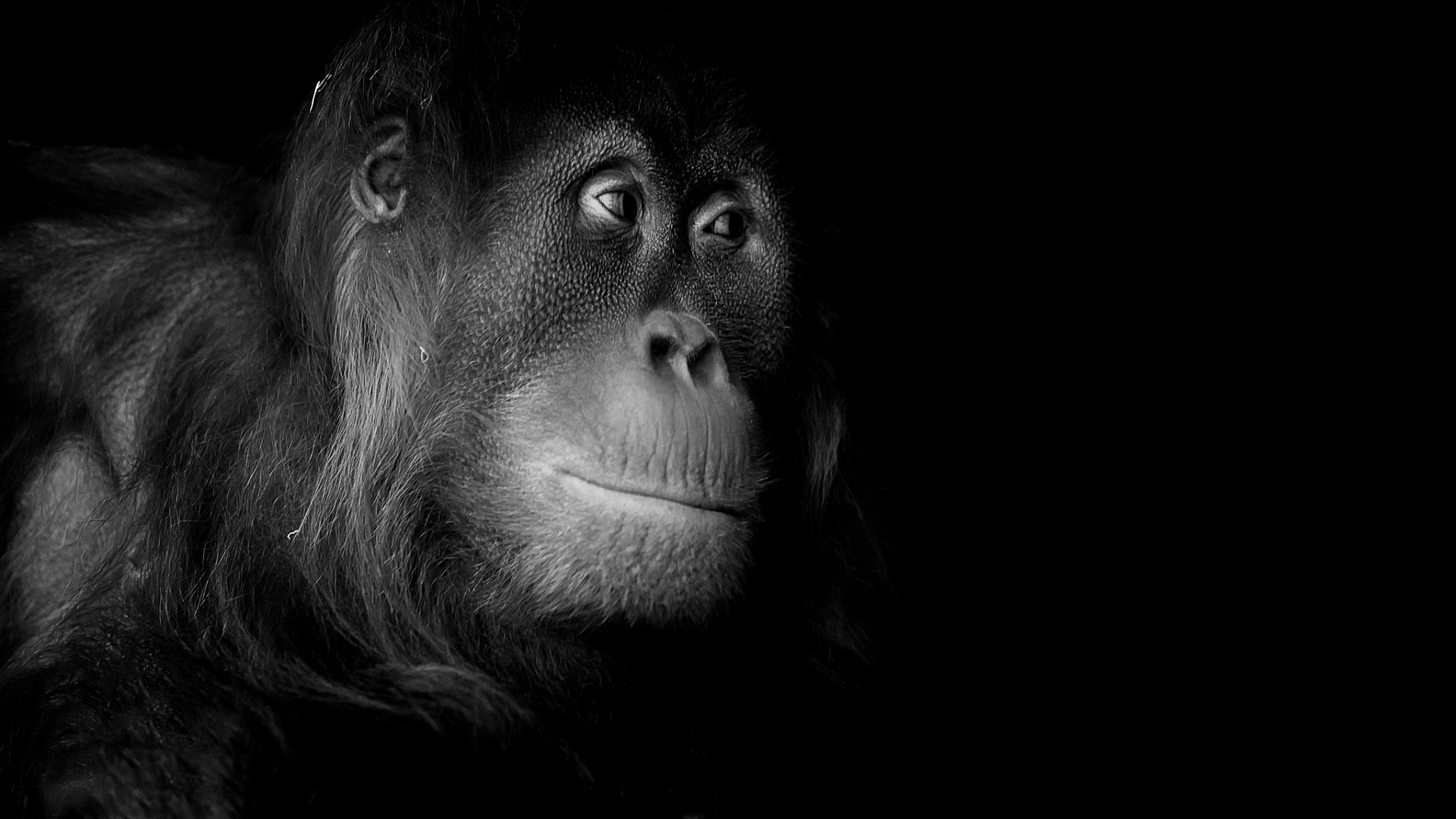 режиссер, портрет