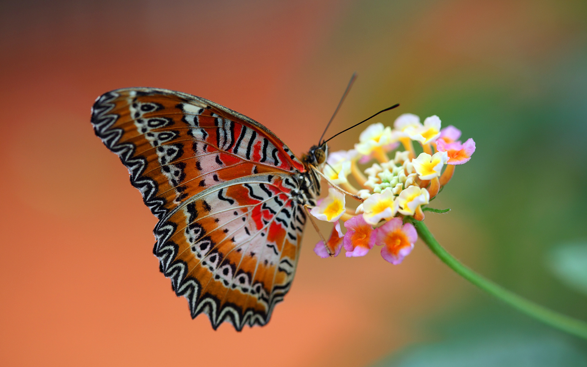 butterfly, flower