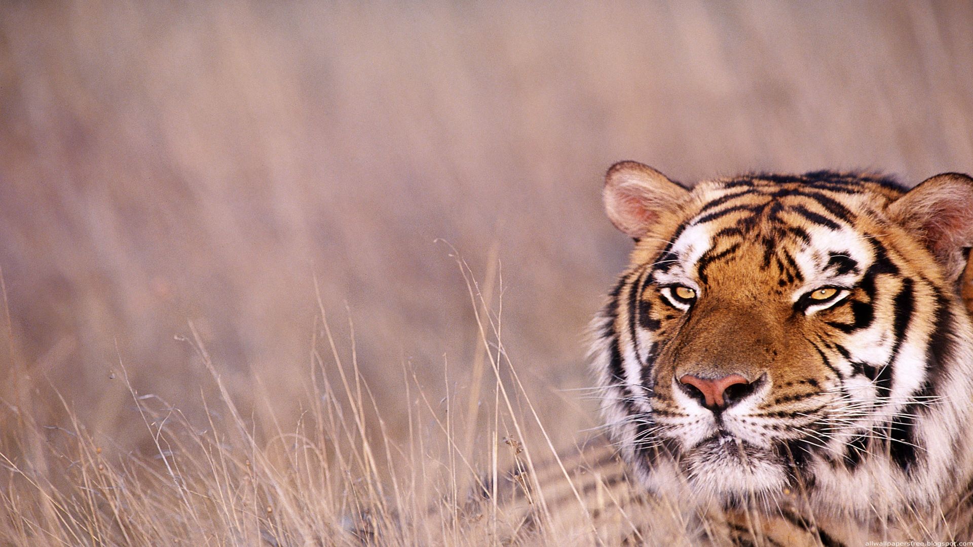 twitter, share, animal