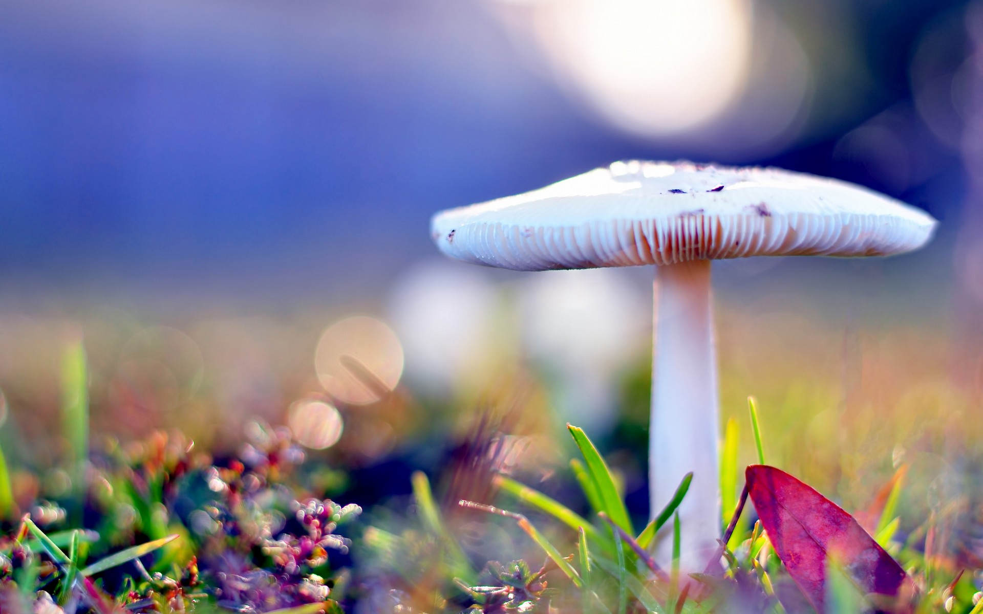 maulus, mushroom