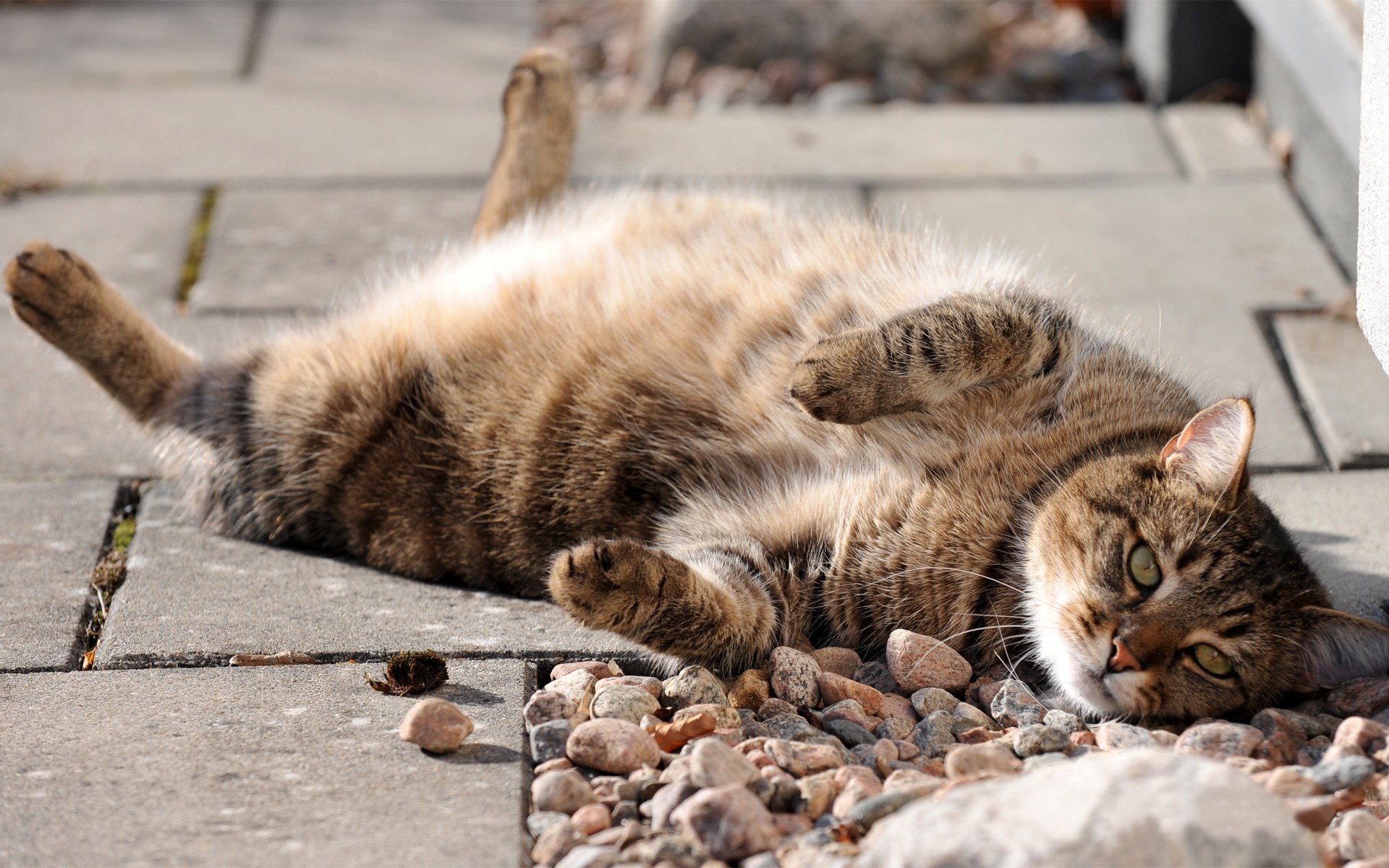кошки, кошками
