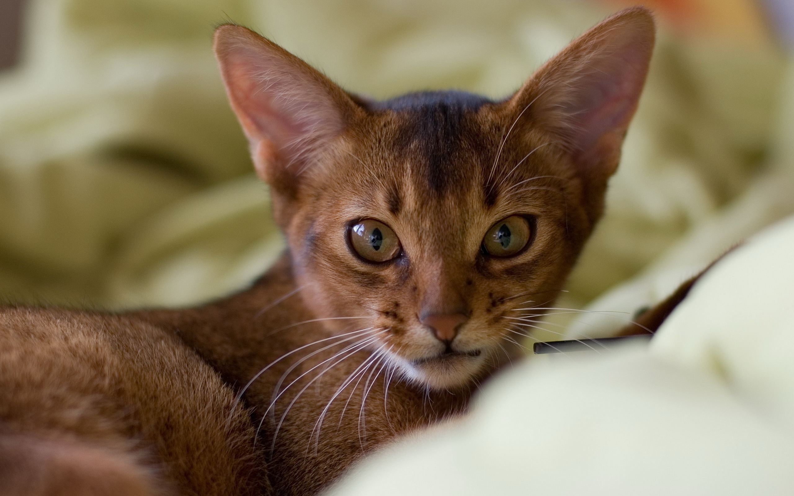 кошка, абиссинская, кошек