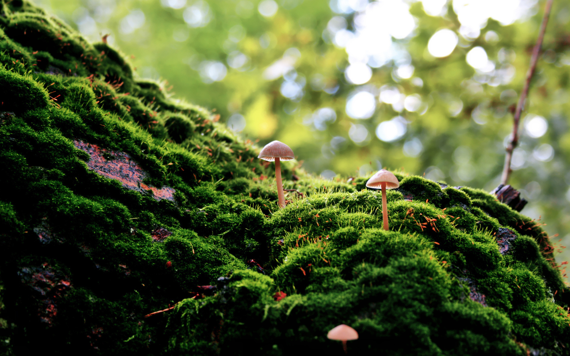 грибы мох лес бесплатно