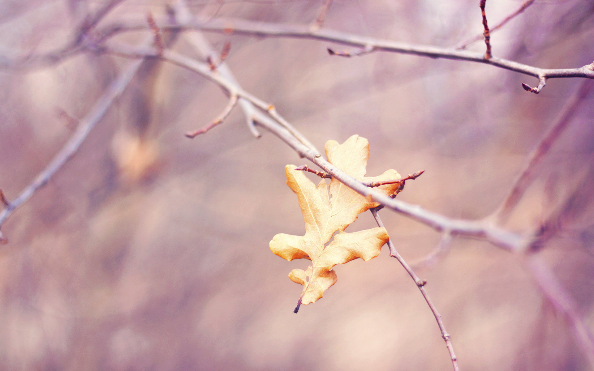 осень, leaf, природа