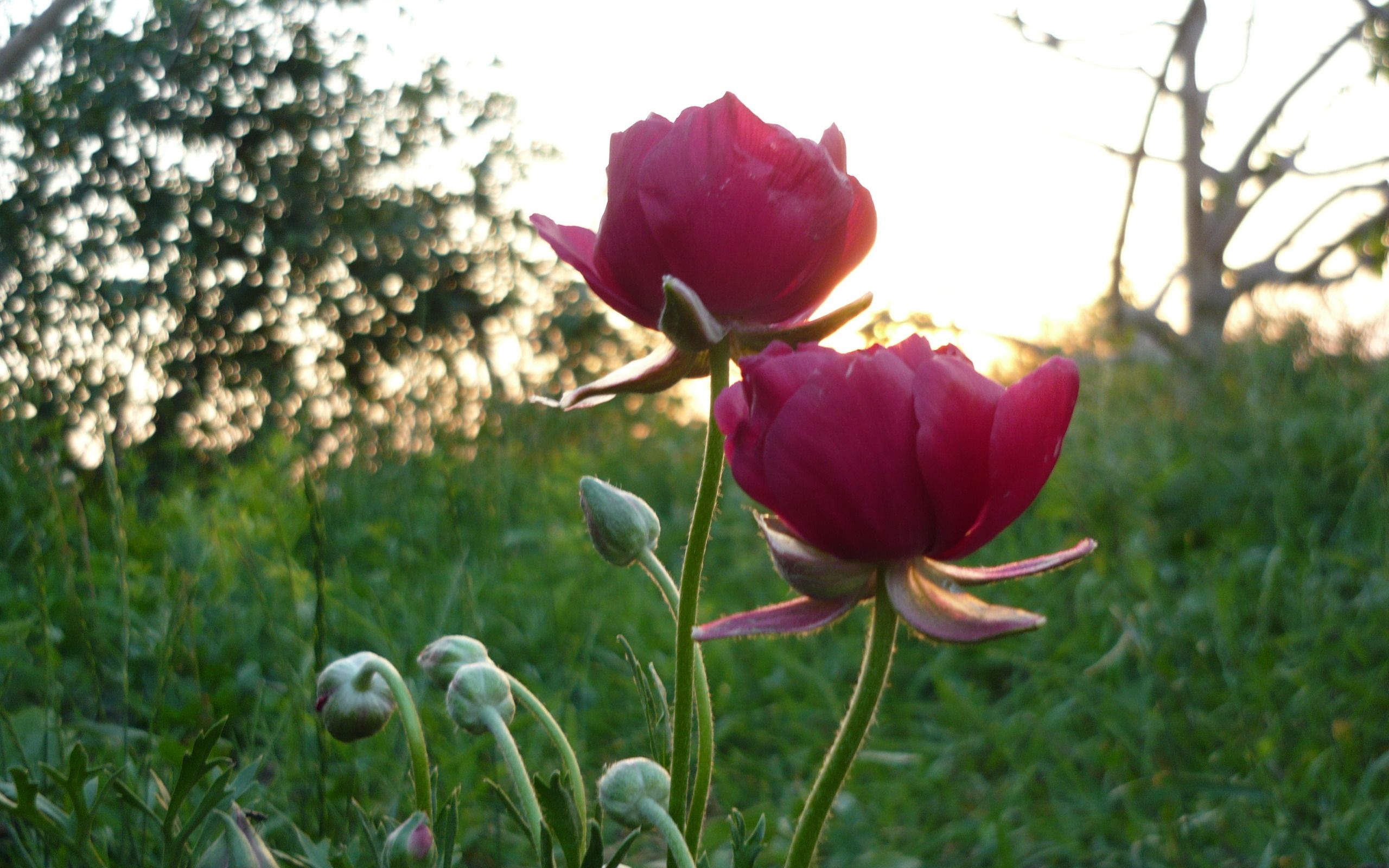 тюльпан, википедиятулип, промышленность