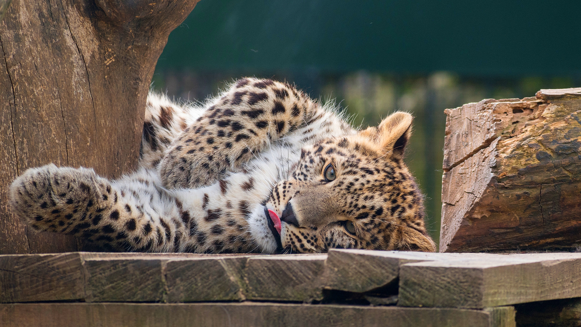 лекарда, детка, короче