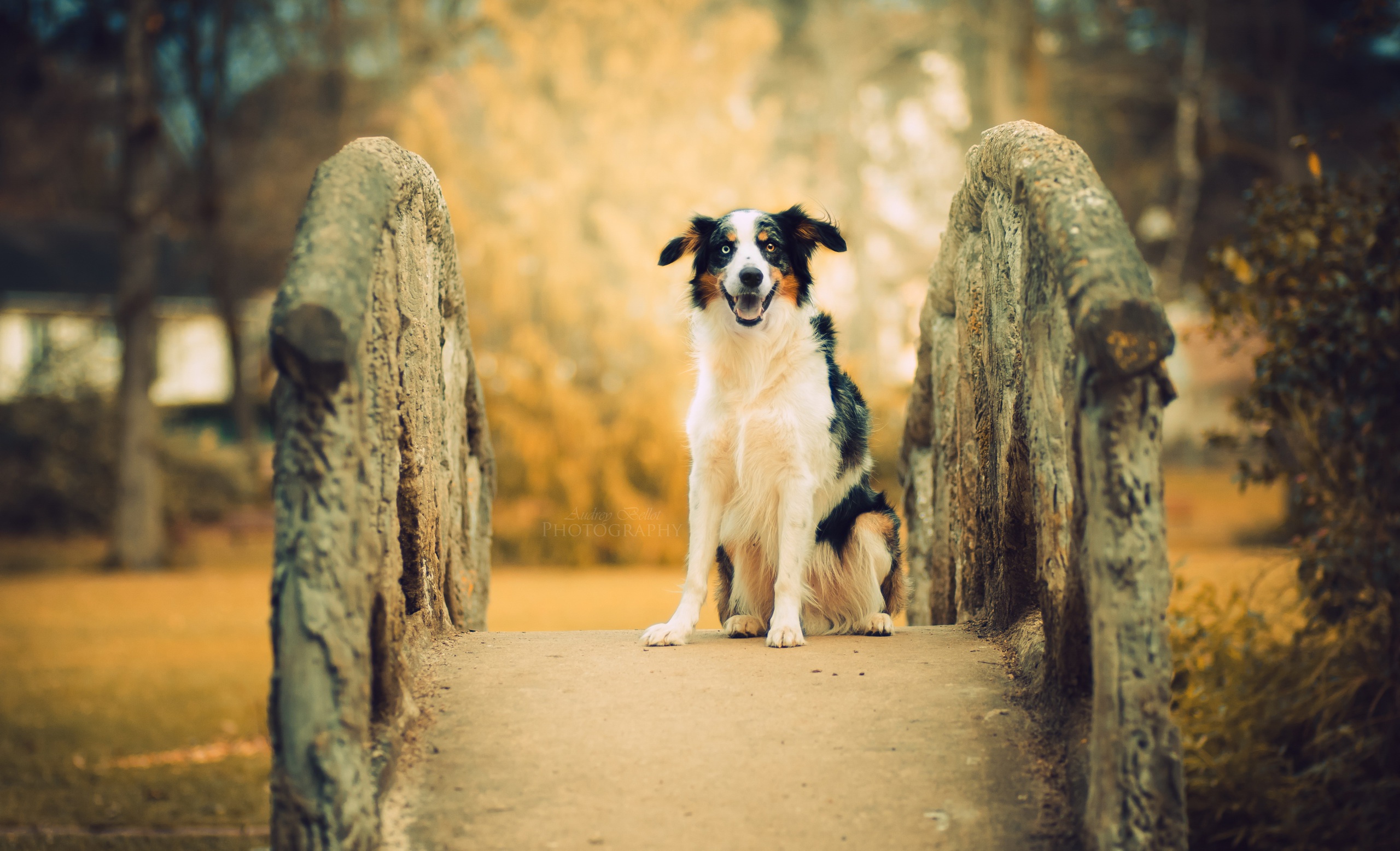 Each dog. Мостик для собак. Собака на мосту. Картинки собаки на мосту. Это собачий мостик.