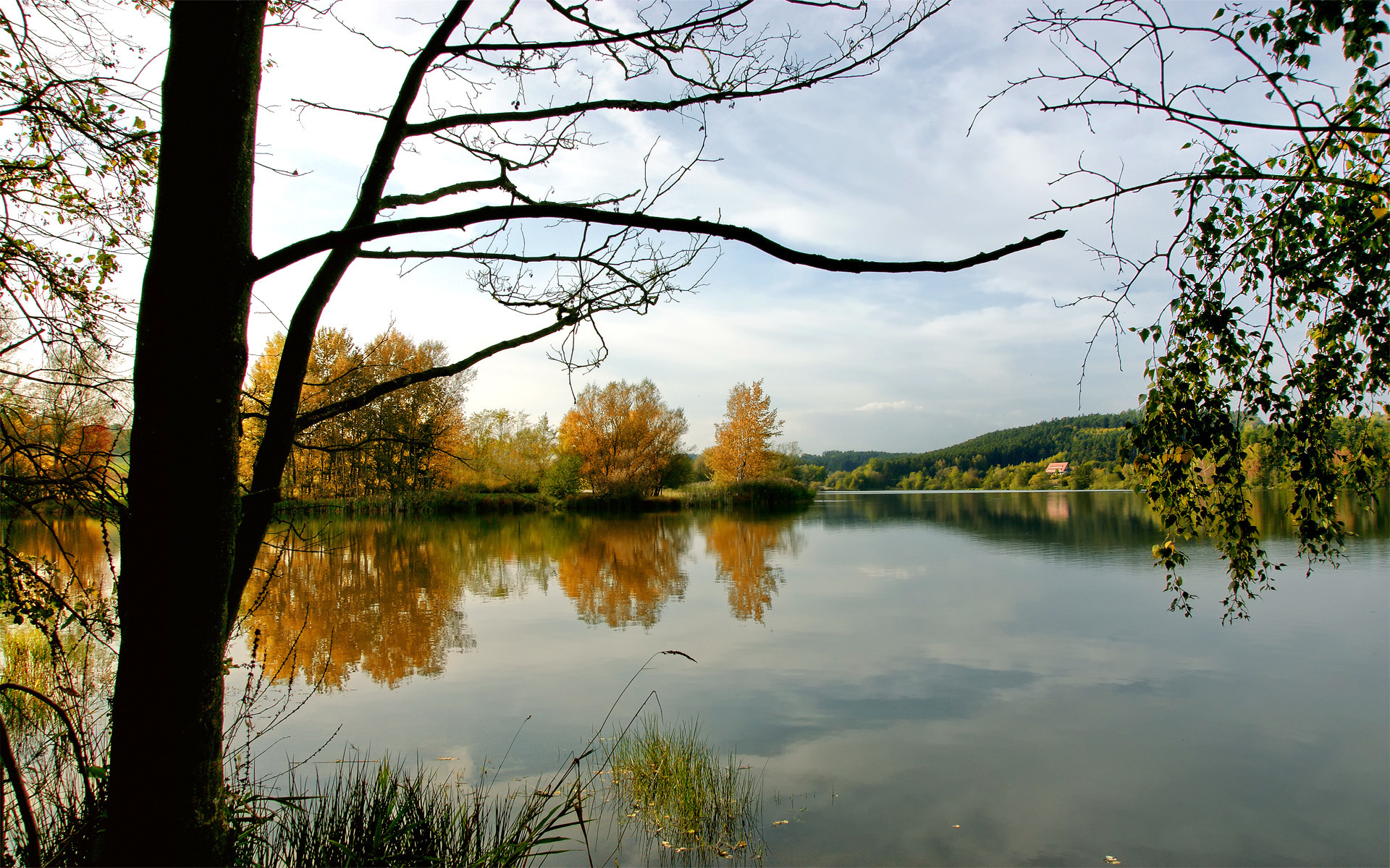 река, лес, природа