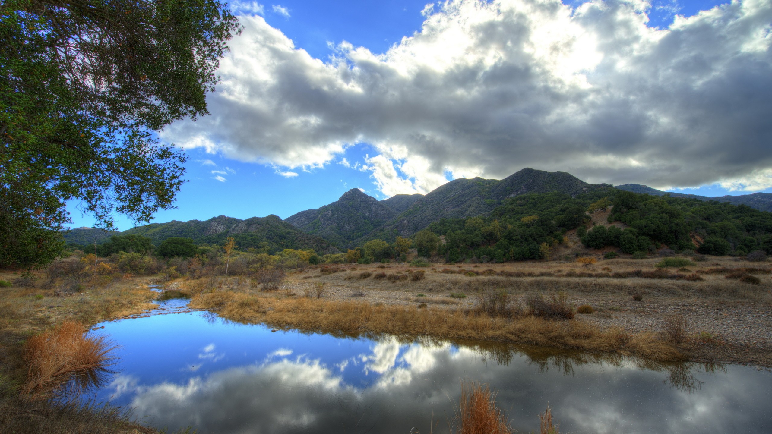 shrubland