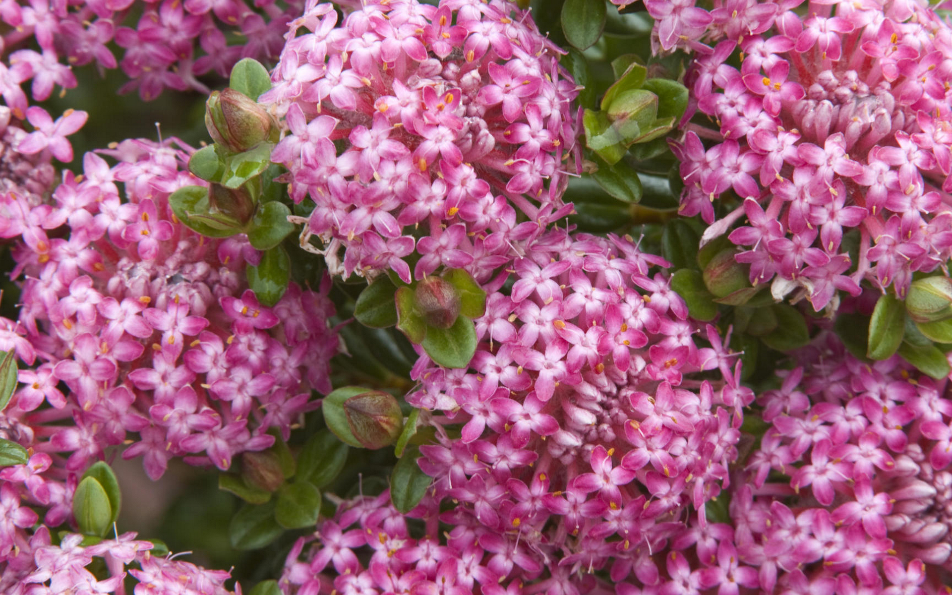 весна, бабочка, кустарник