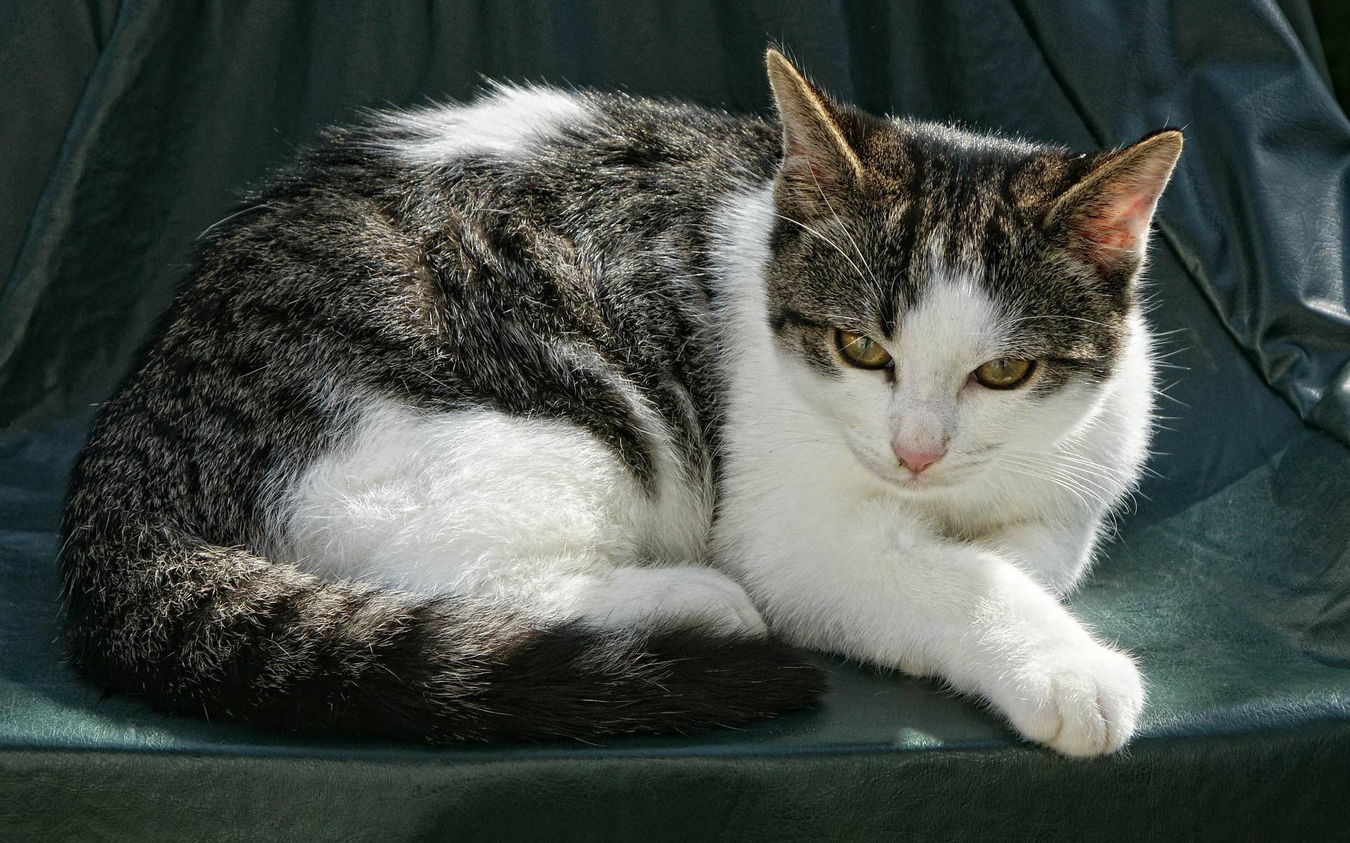 куча, кидам, дан