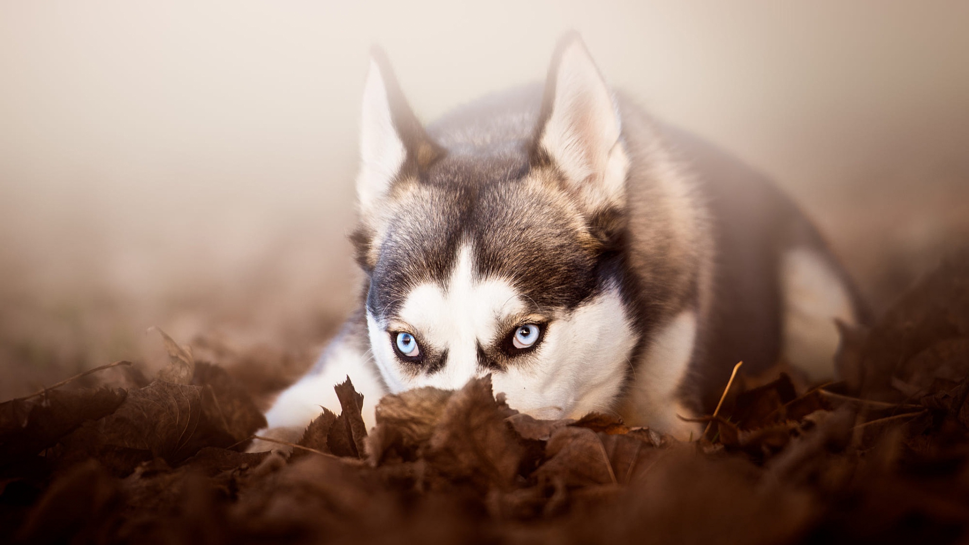 хаски, собака, глаз