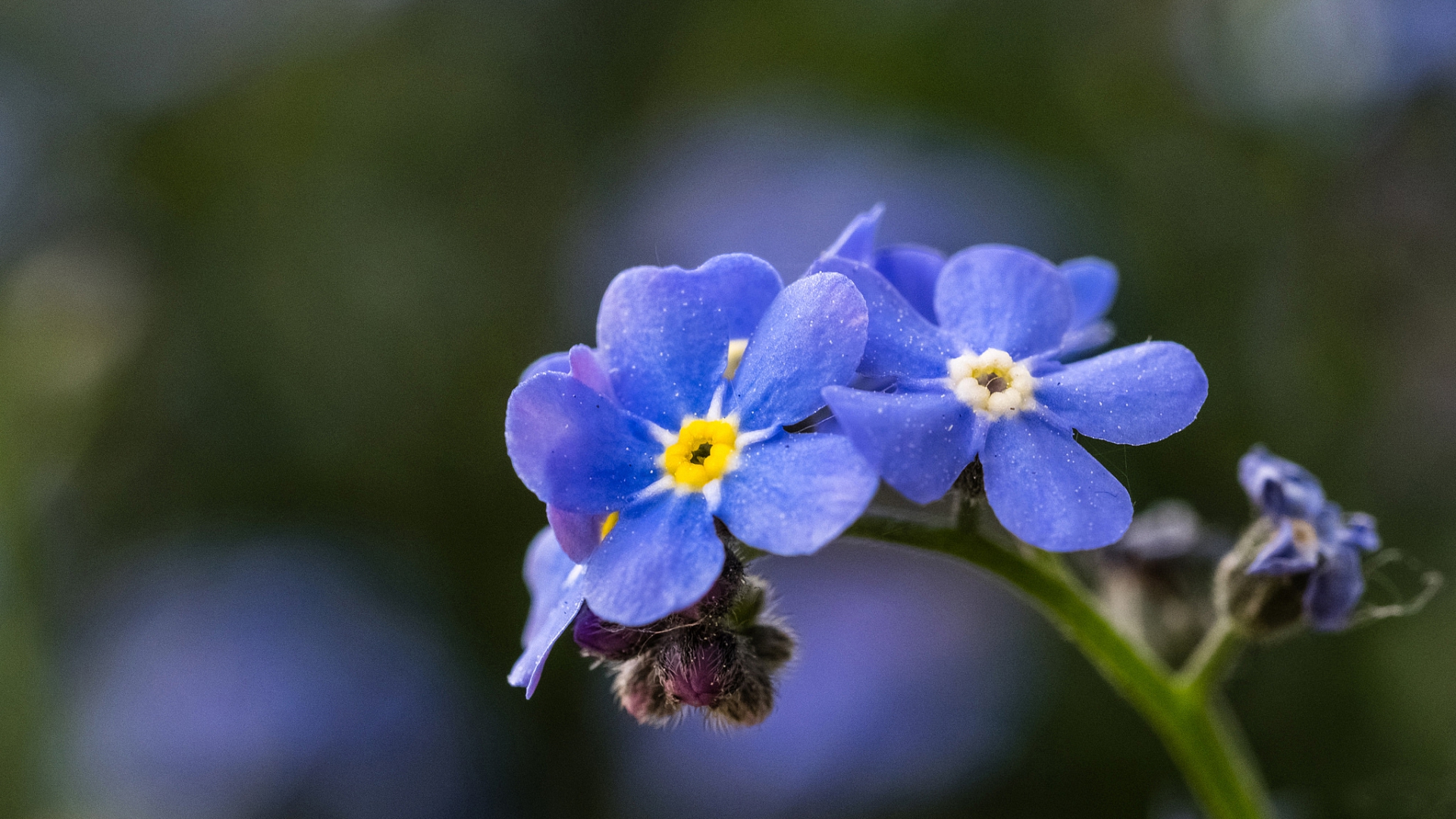 myosotis, четвертый