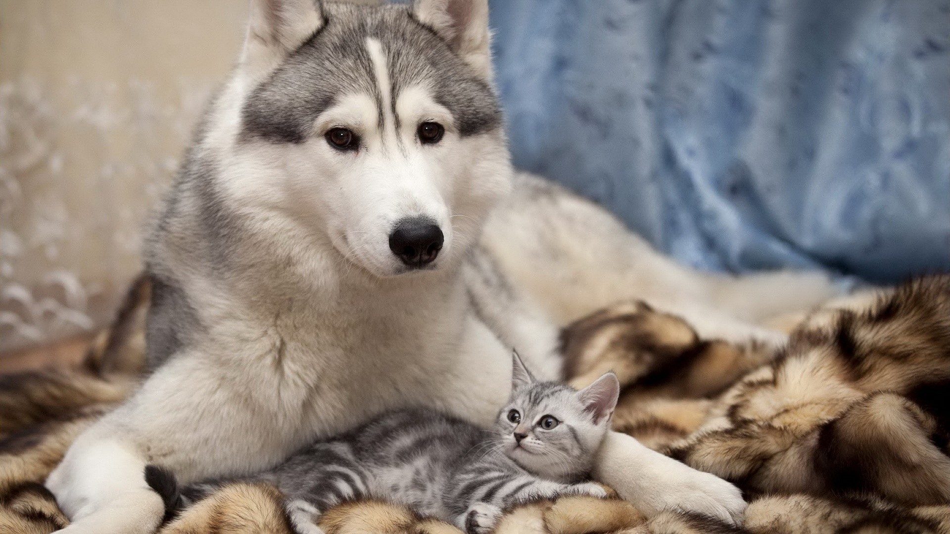 собака, хаски, кот