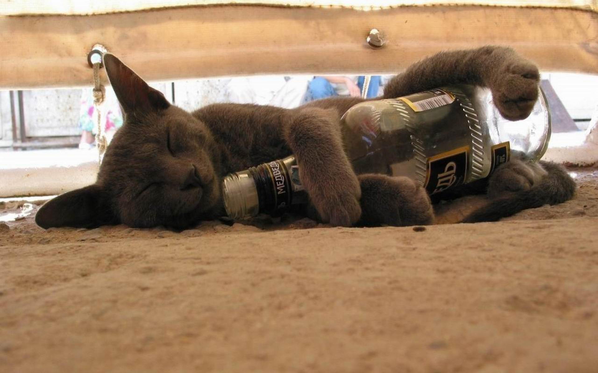кот спит с бутылкой