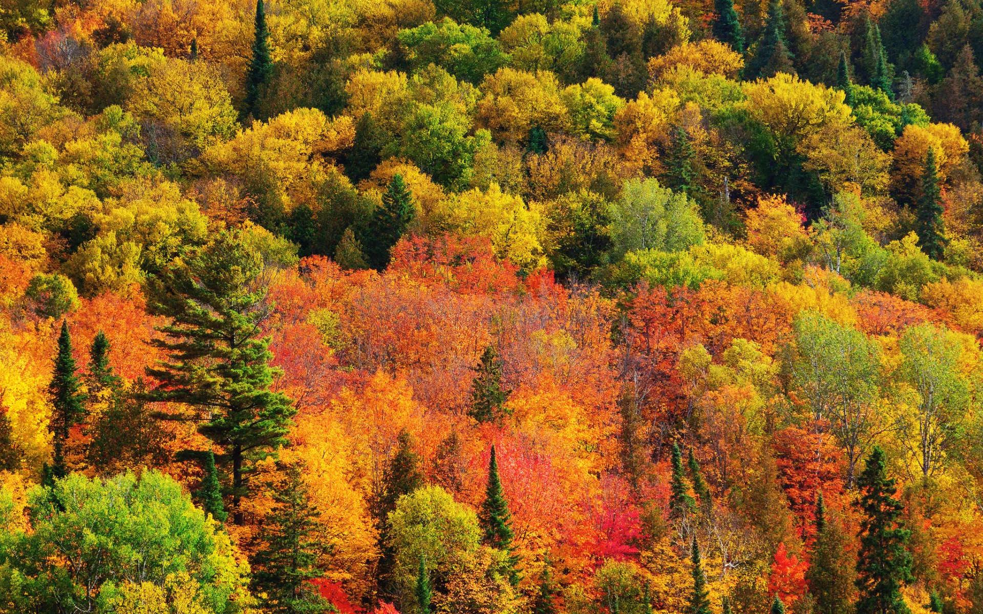 Природа 33616