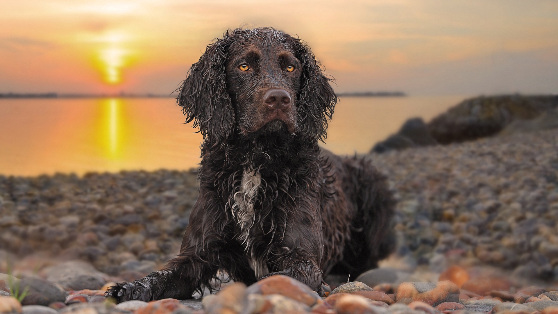 собака, порода, фото