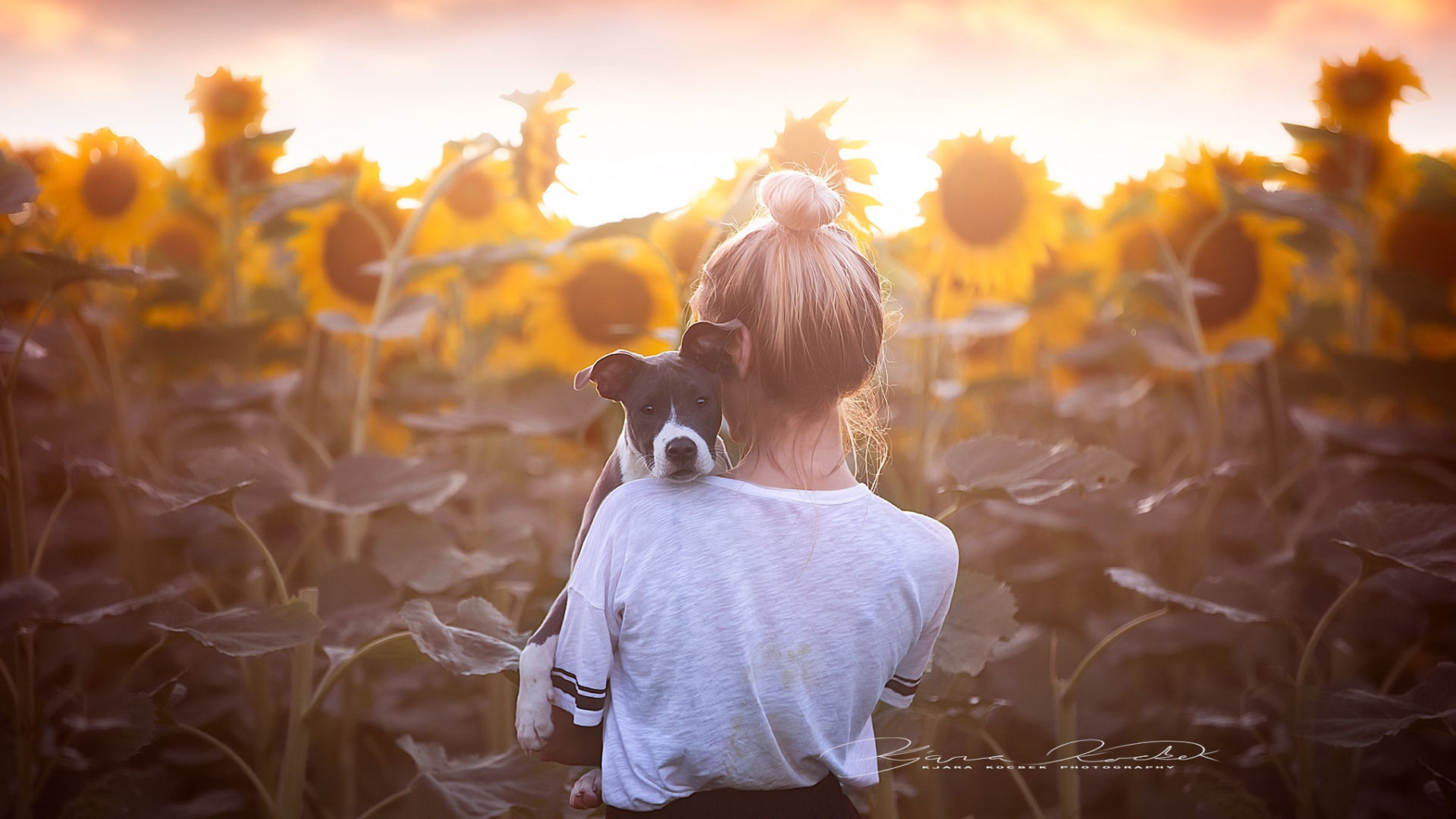собака, спина, подсолнух