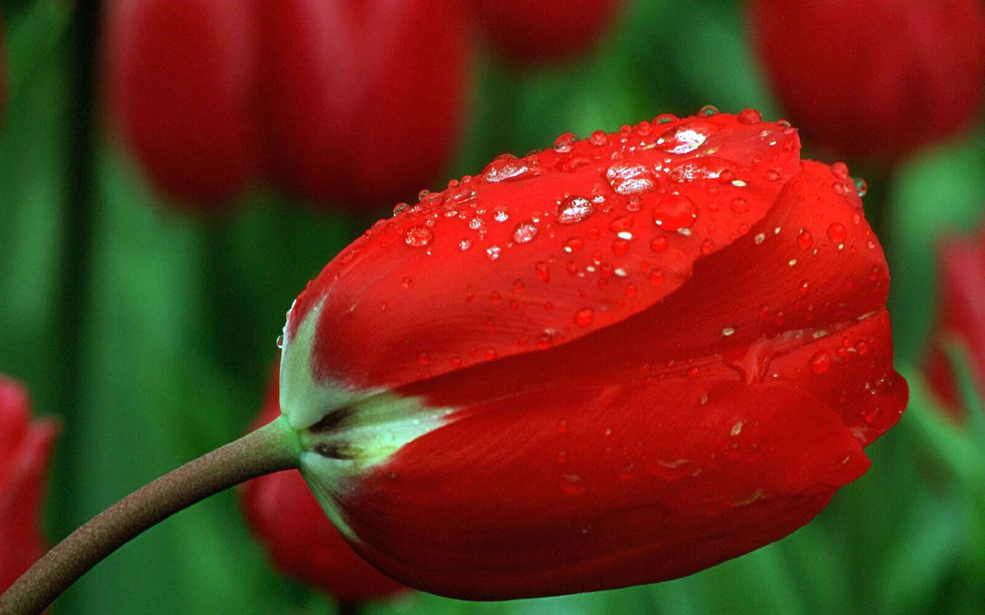 Красный Тюльпан Цветок