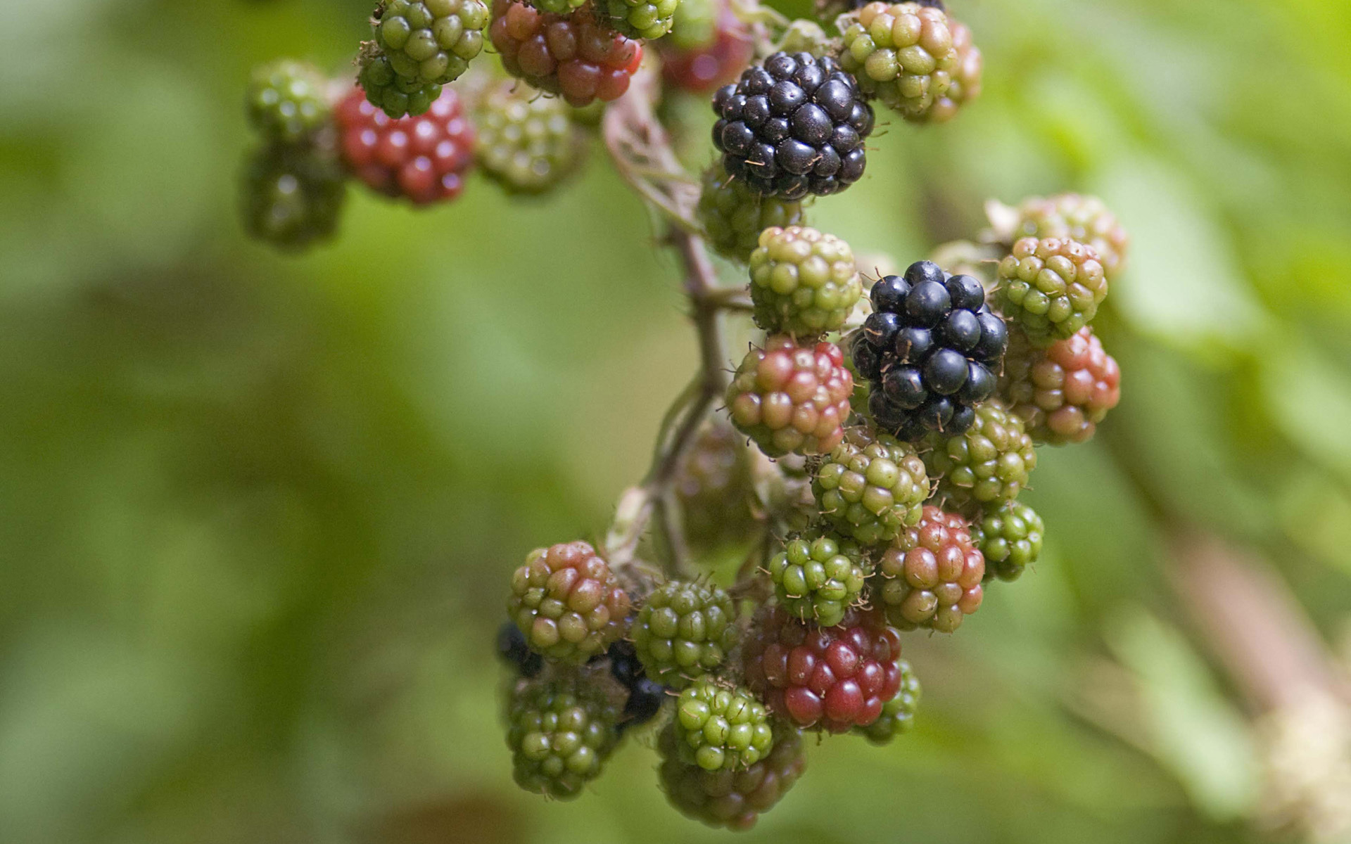 зелёный, blackberry, ежевики