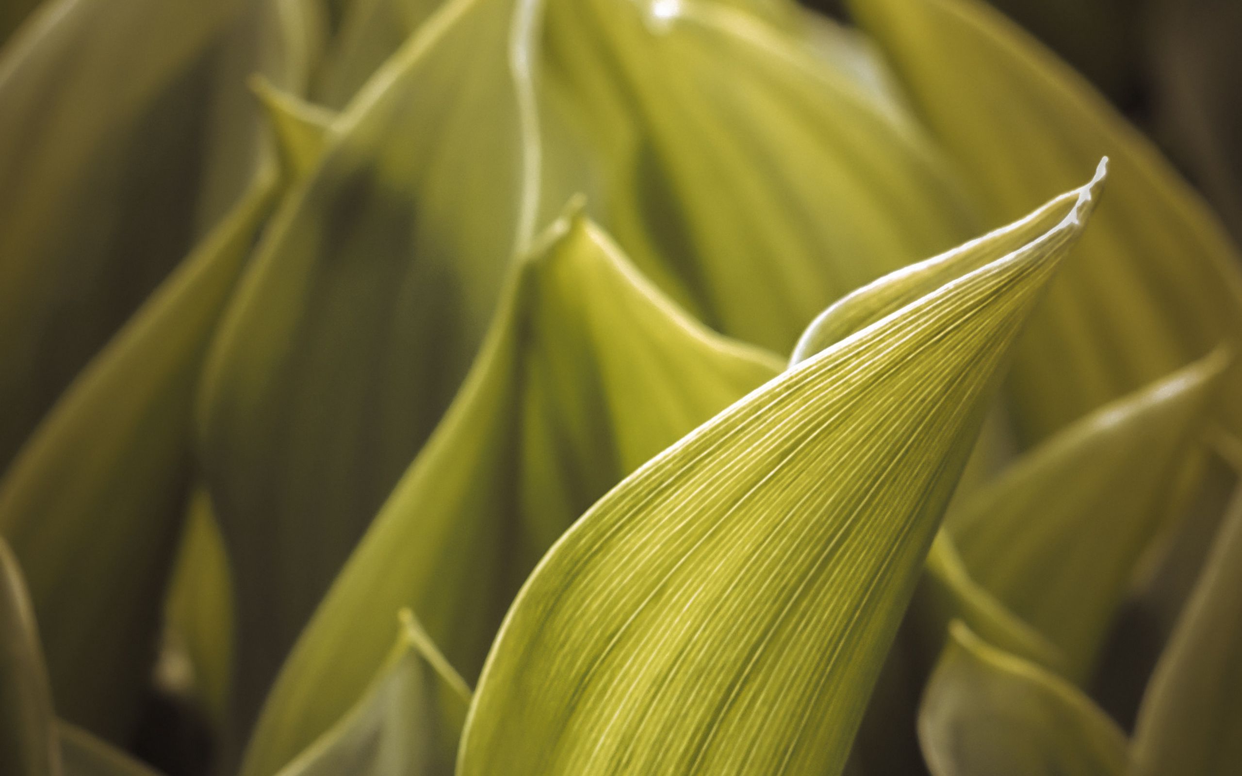 зелёный, ipad, galaxy