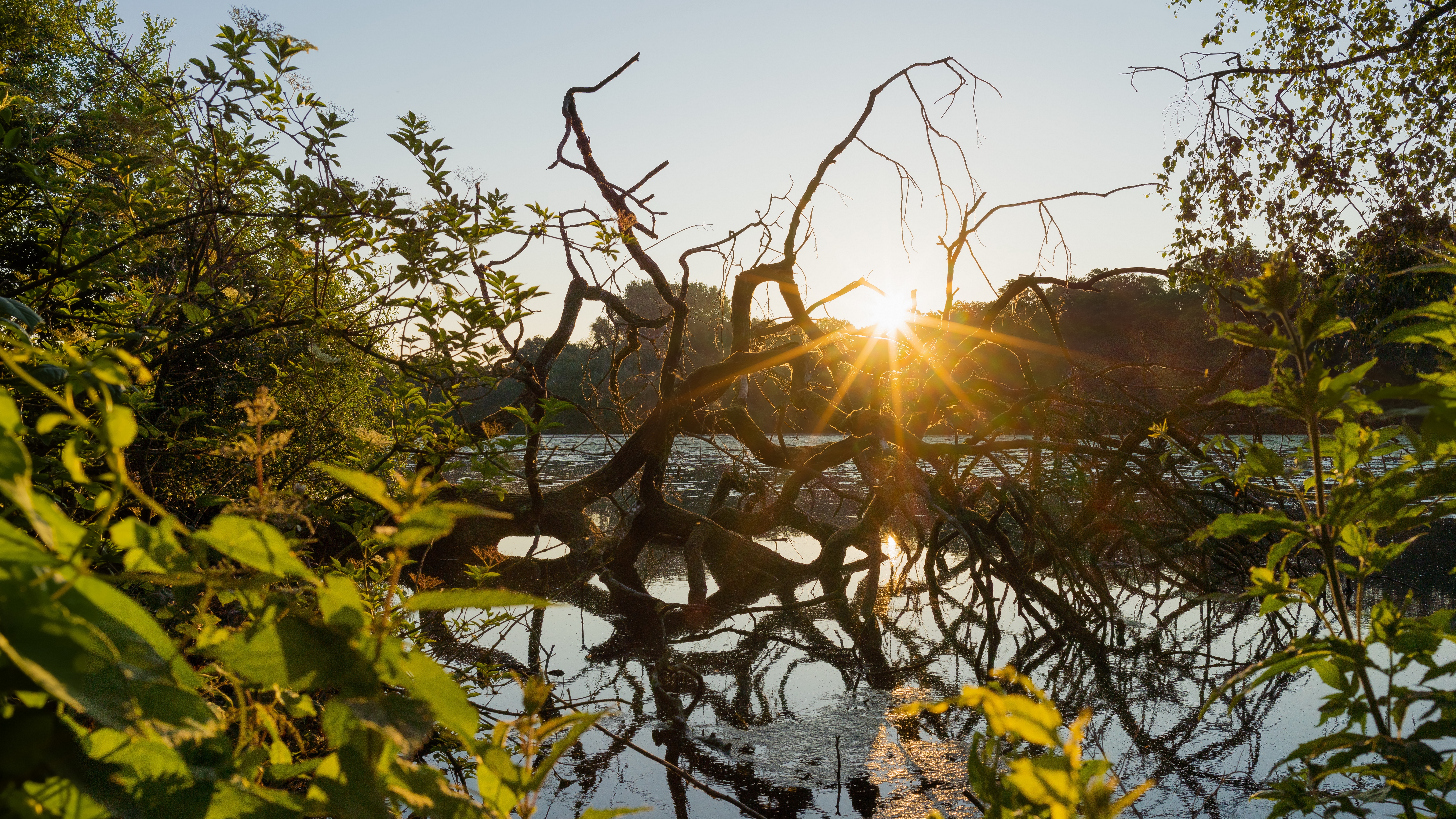 кусок, коряга