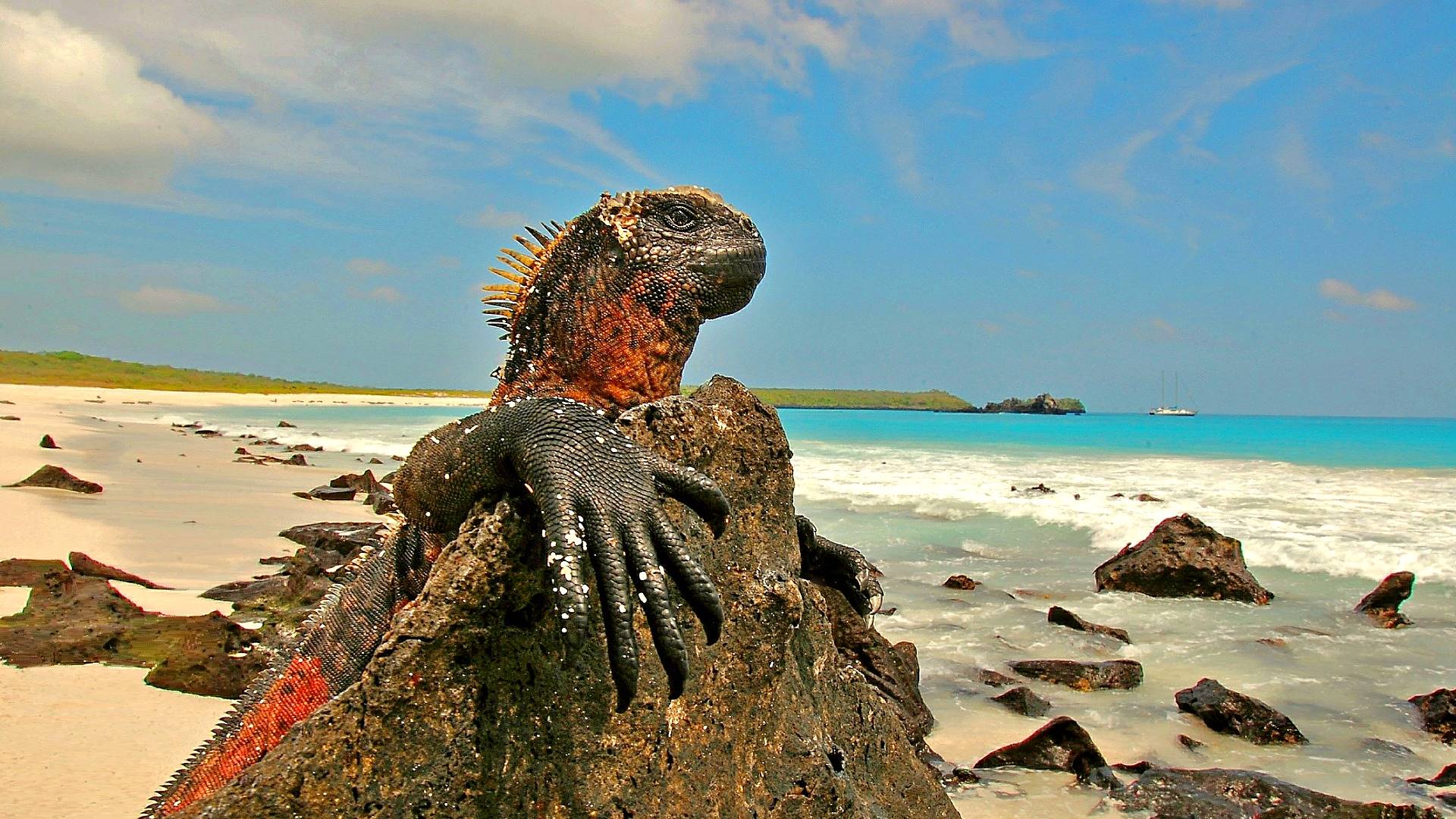 turisticheska, agenciya, iguana
