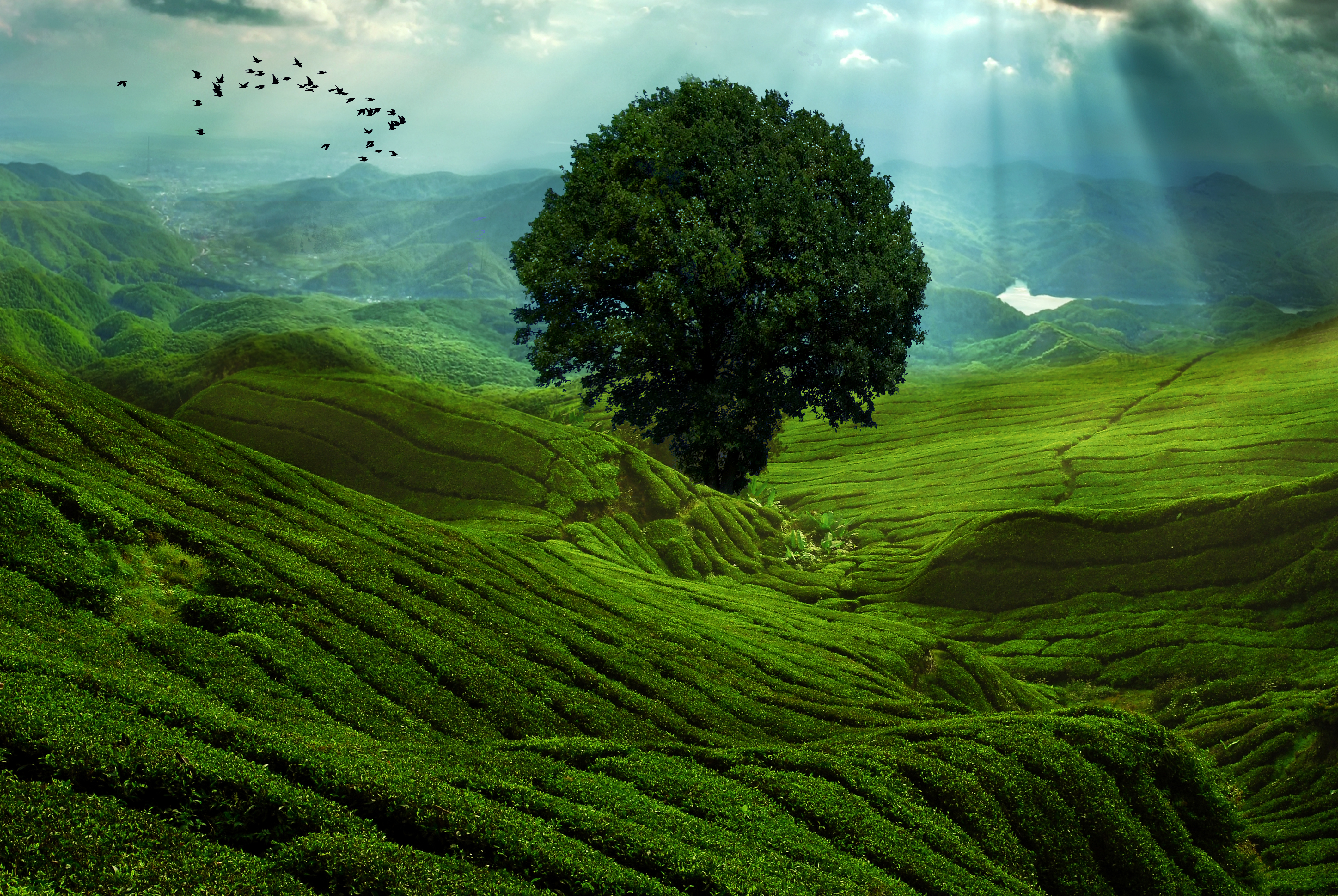 в середине поля есть дерево, вокруг которого летают птицы