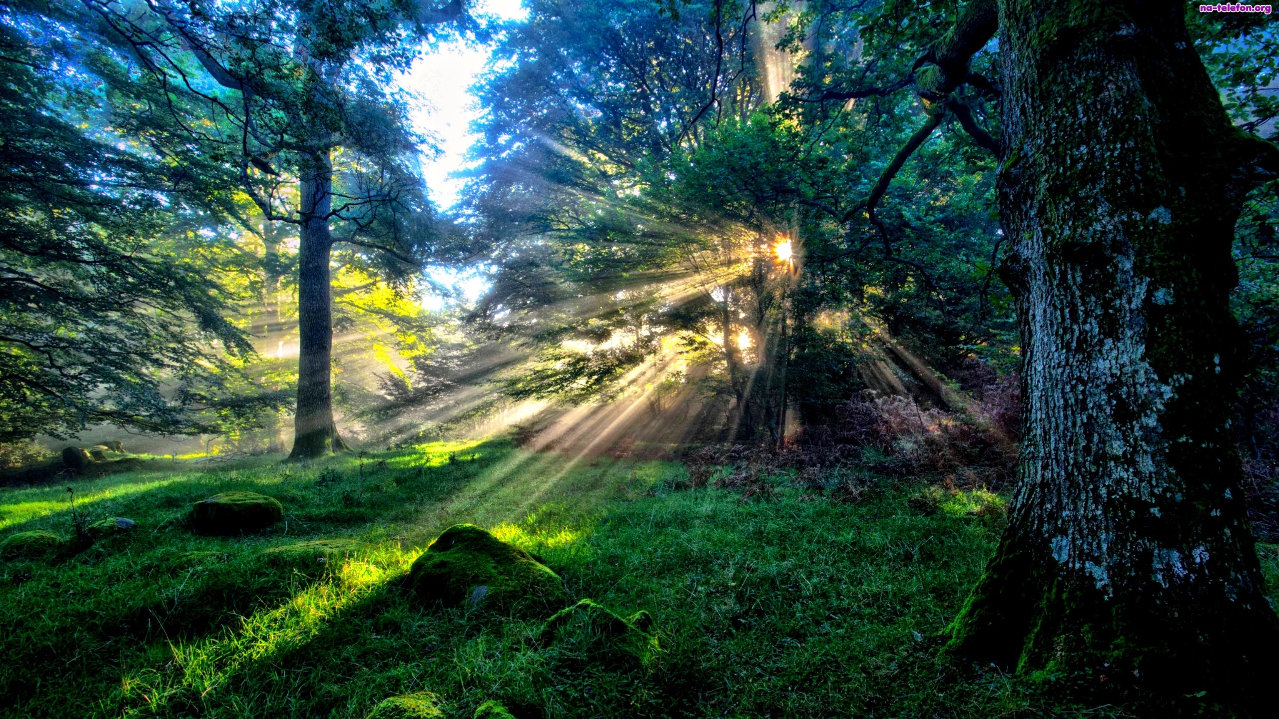 лучи лес свет солнце загрузить