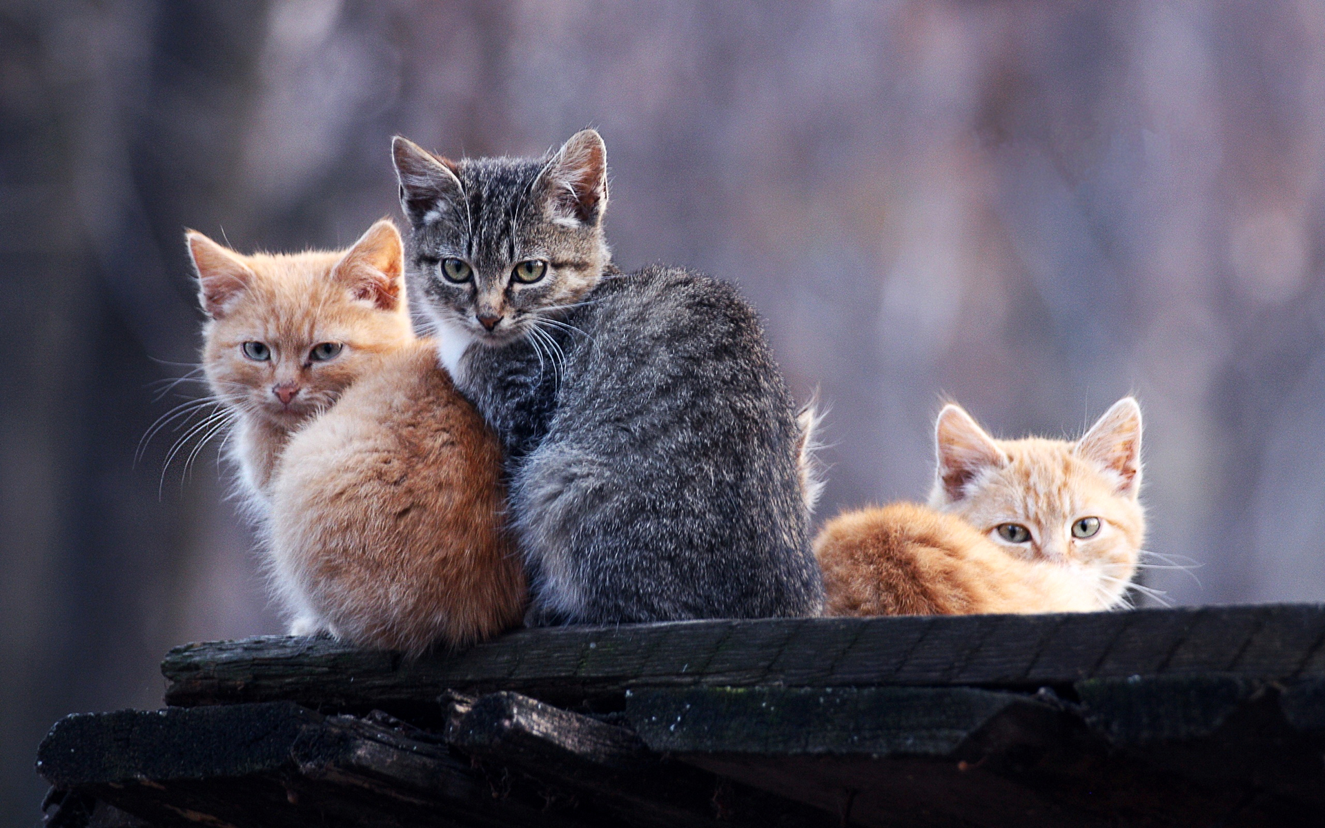 коты, котята, серый