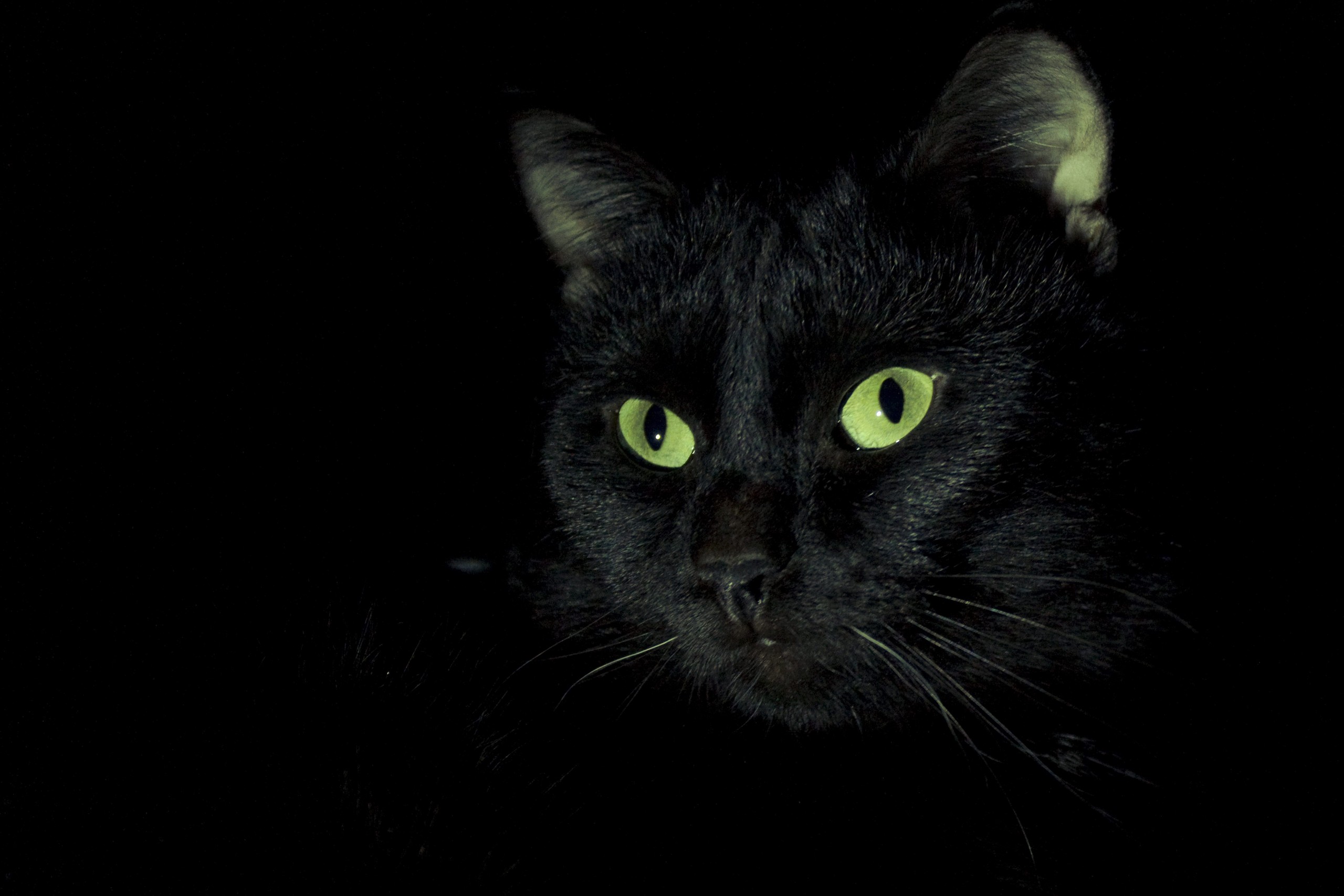 Черный зеленый глазками. Чёрный кот. Чёрный кот с зелёными глазами. Черная кошка с зелеными глазами. Чёрные коты с зелёными глазами.