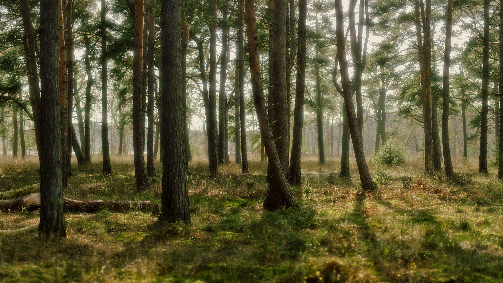 дляe, лес, лес