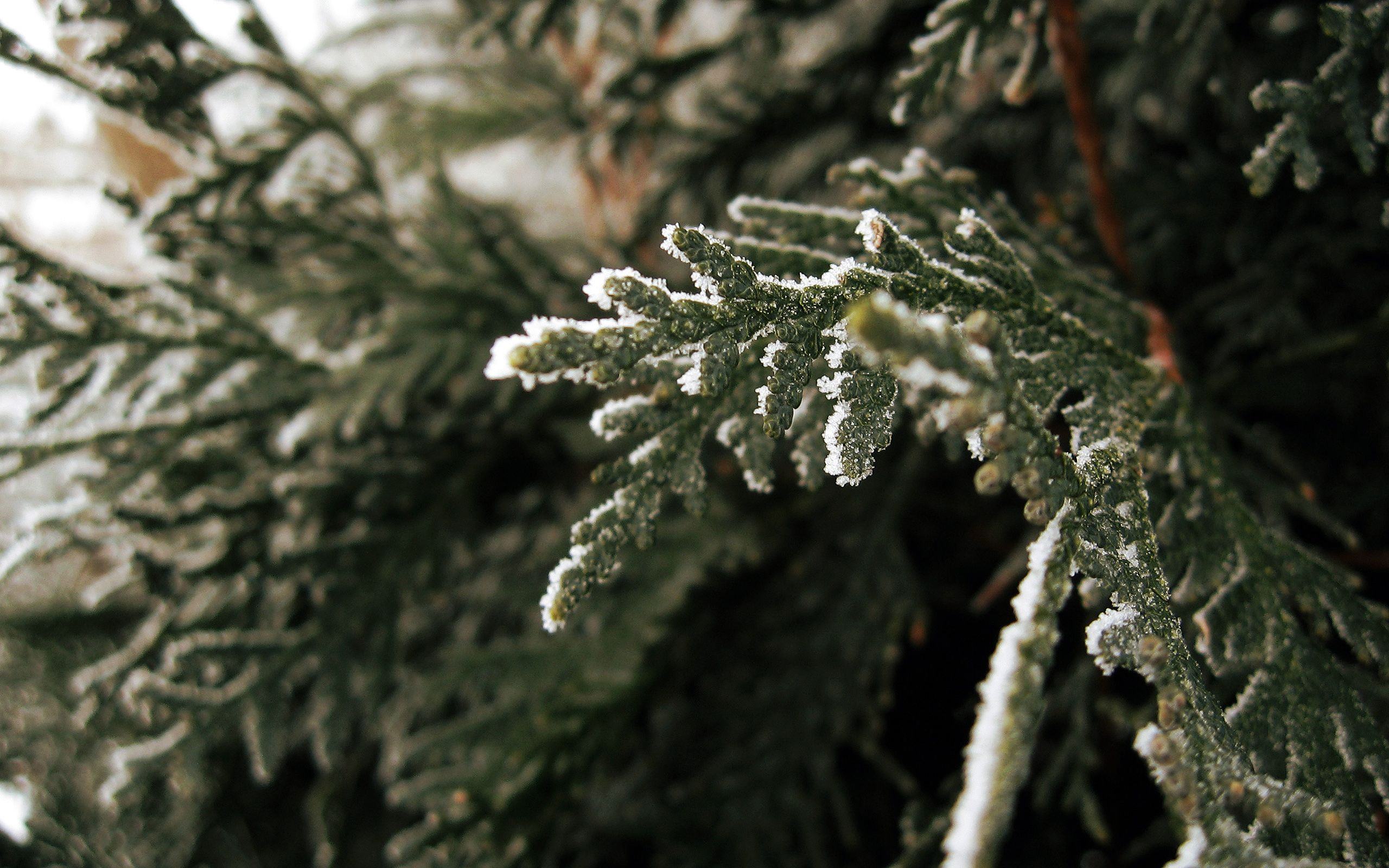 снег, еловый, winter