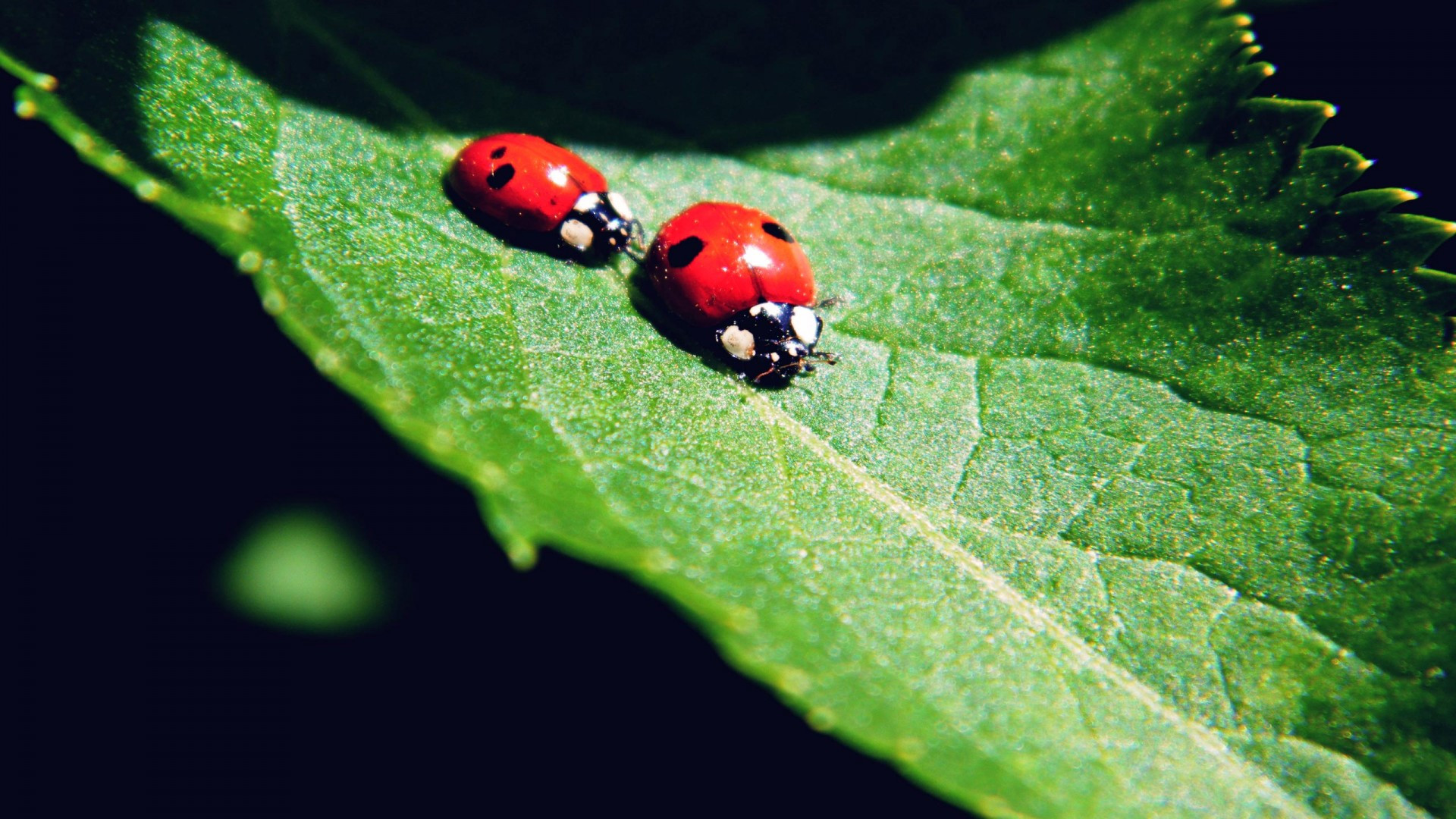 ladybug, animals, desktop