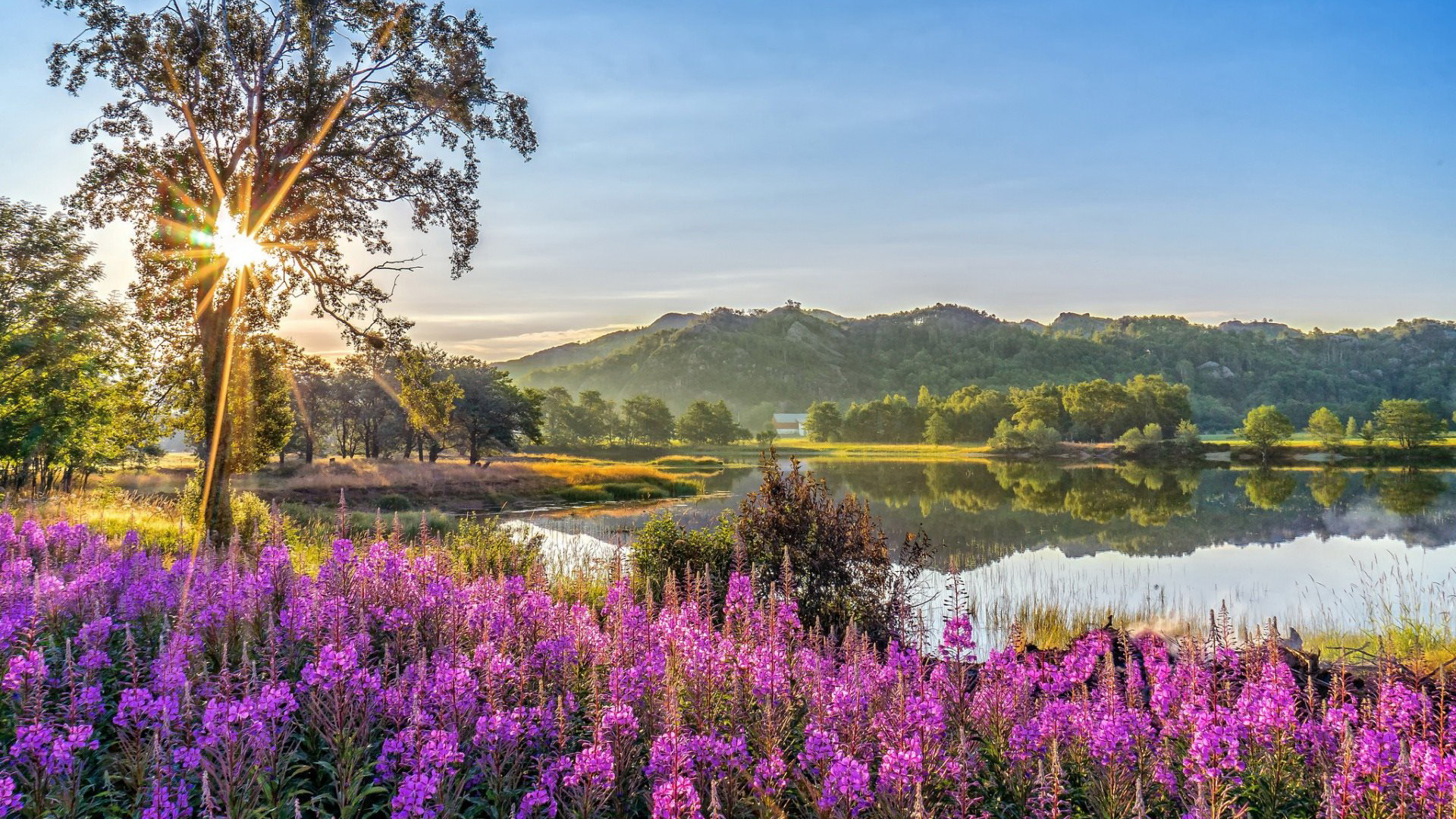 день, шерстяной цвет