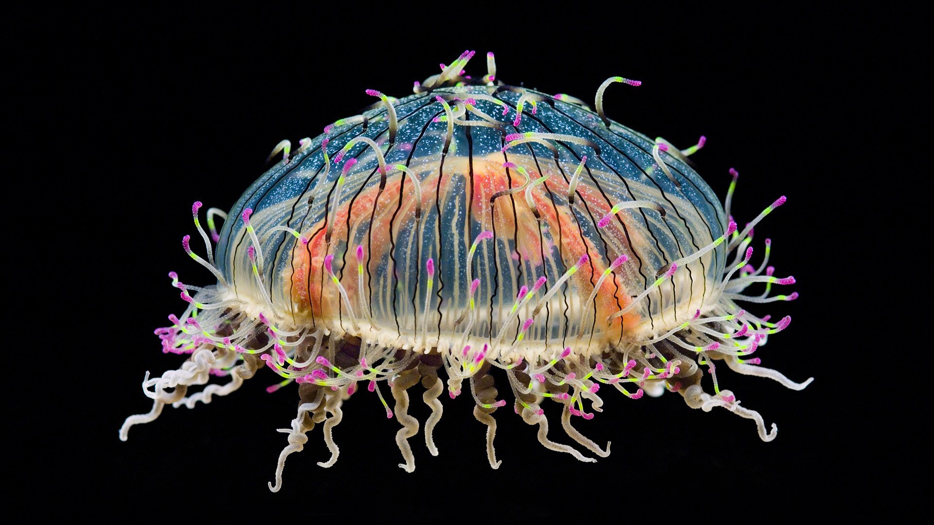 jellyfish, красивый, миро