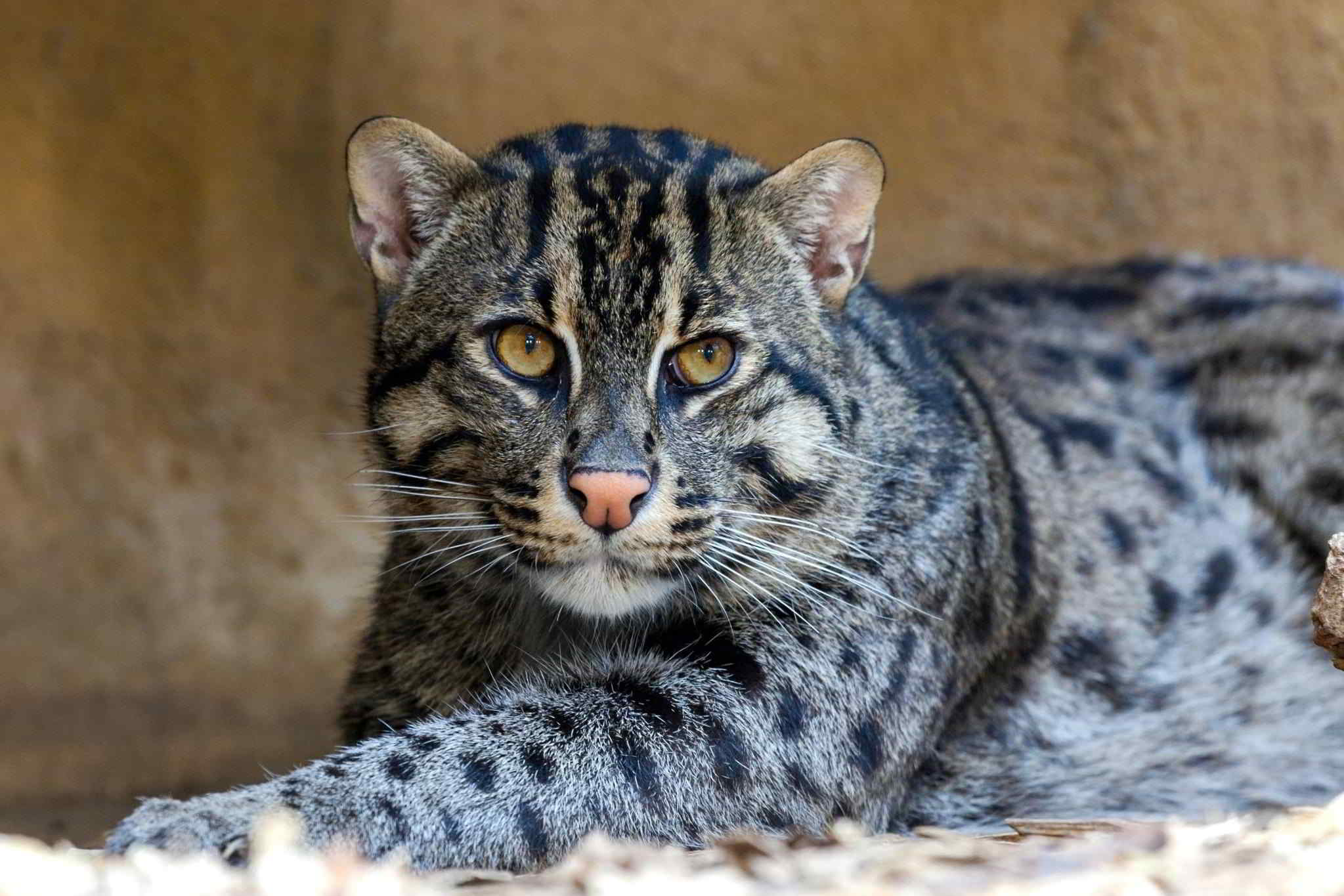 Самые красивые кошки фото с названиями. Бенгальский камышовый кот. Кот породы виверровый. Камышовый кот черный. Камышовый кот пятнистый.