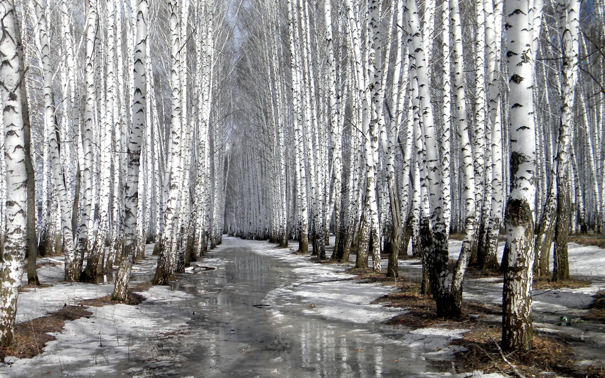 весна, роща, березы