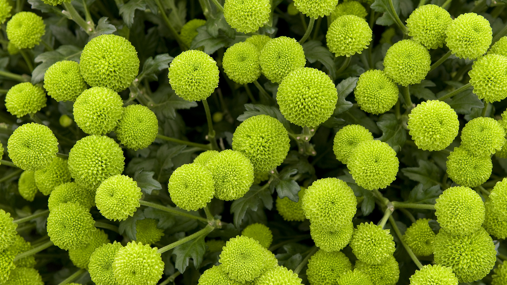 хризантемы, chrysanthemum, кустовая