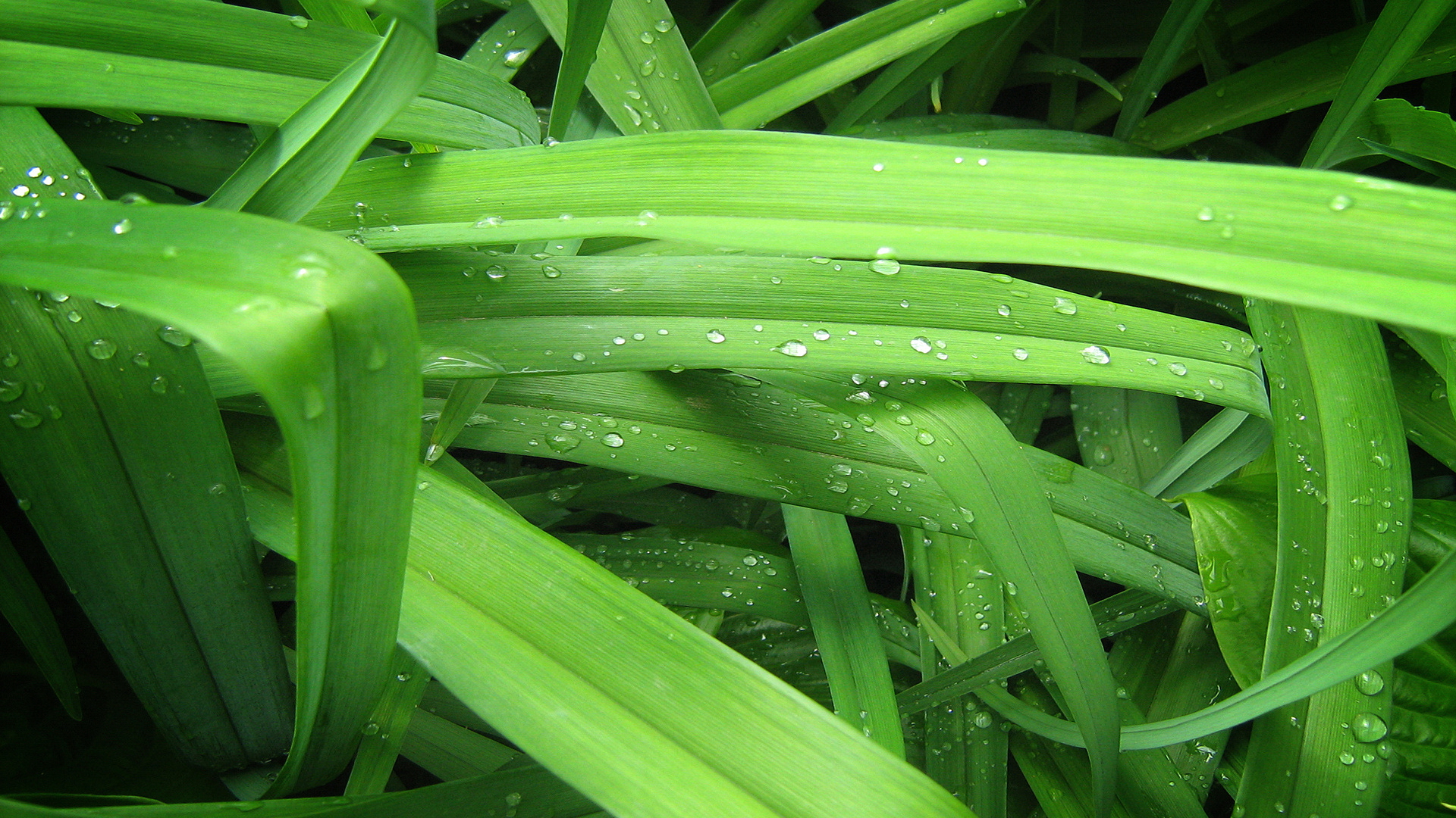 листовой, зелёный, трава