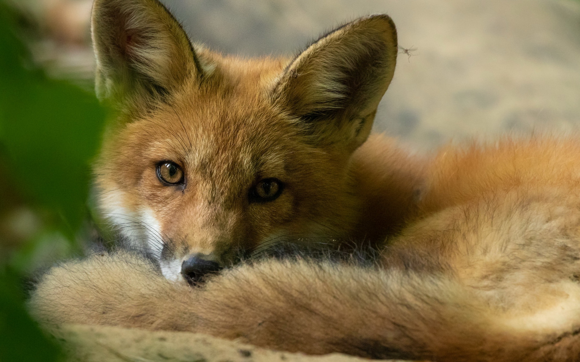 Red fox videos