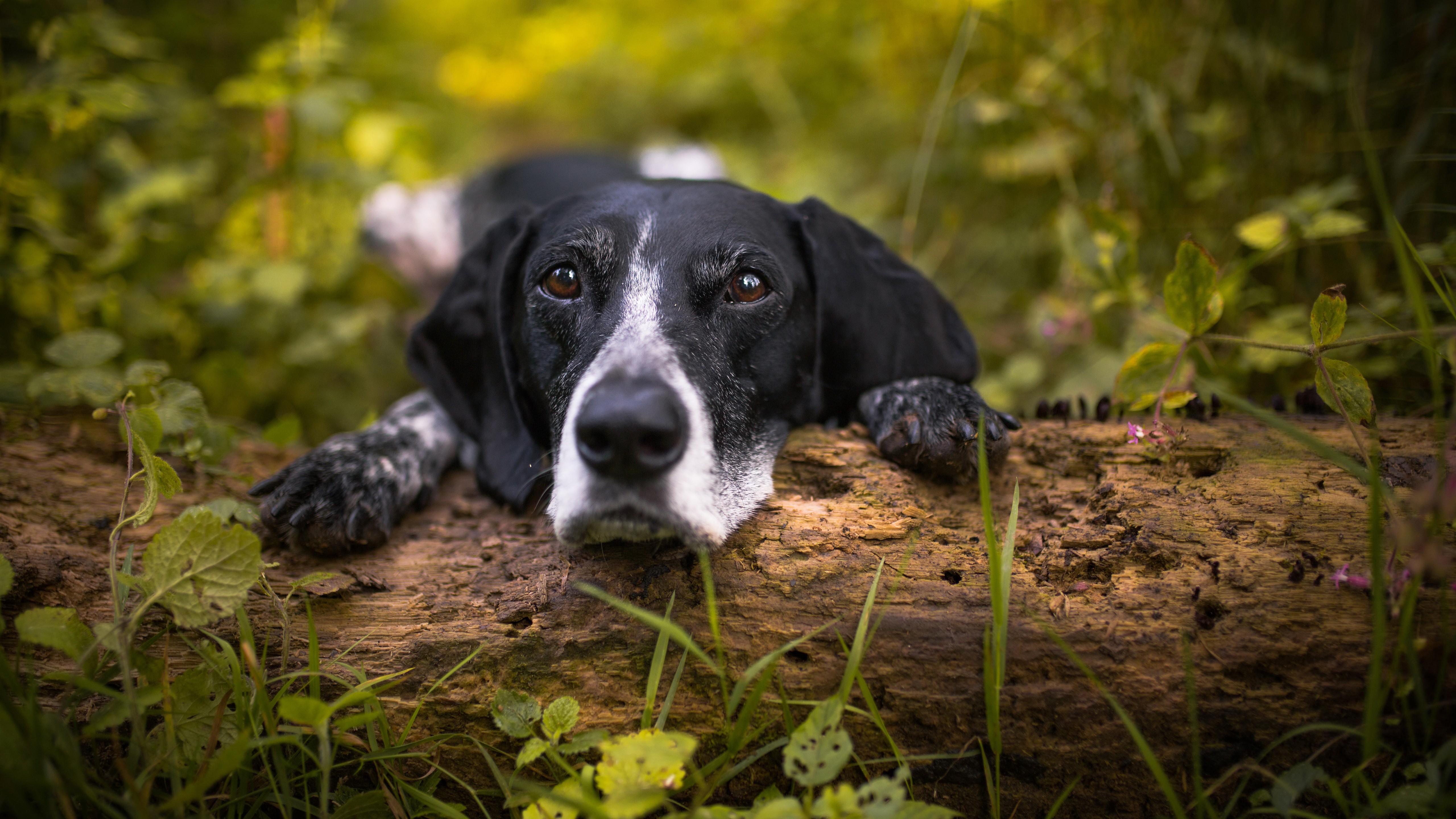 hound