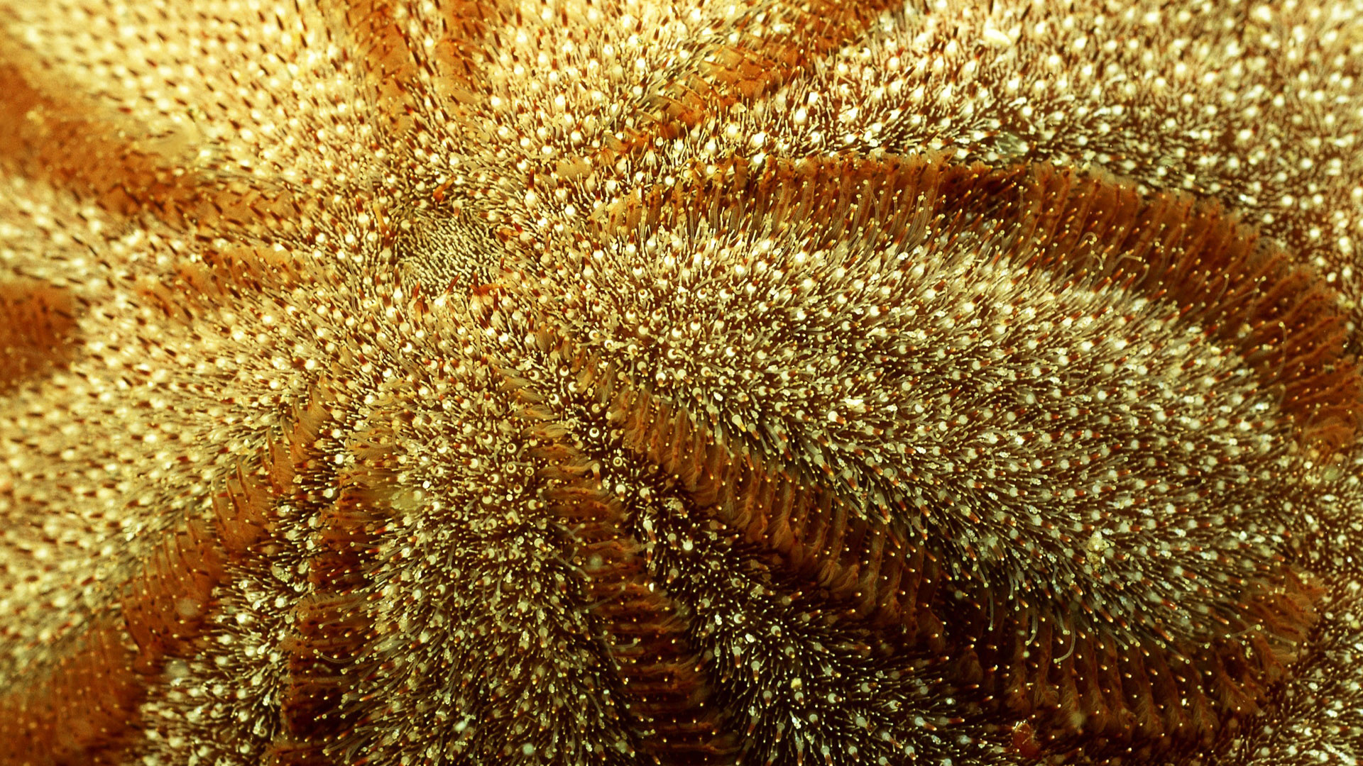 море, urchin, anemone