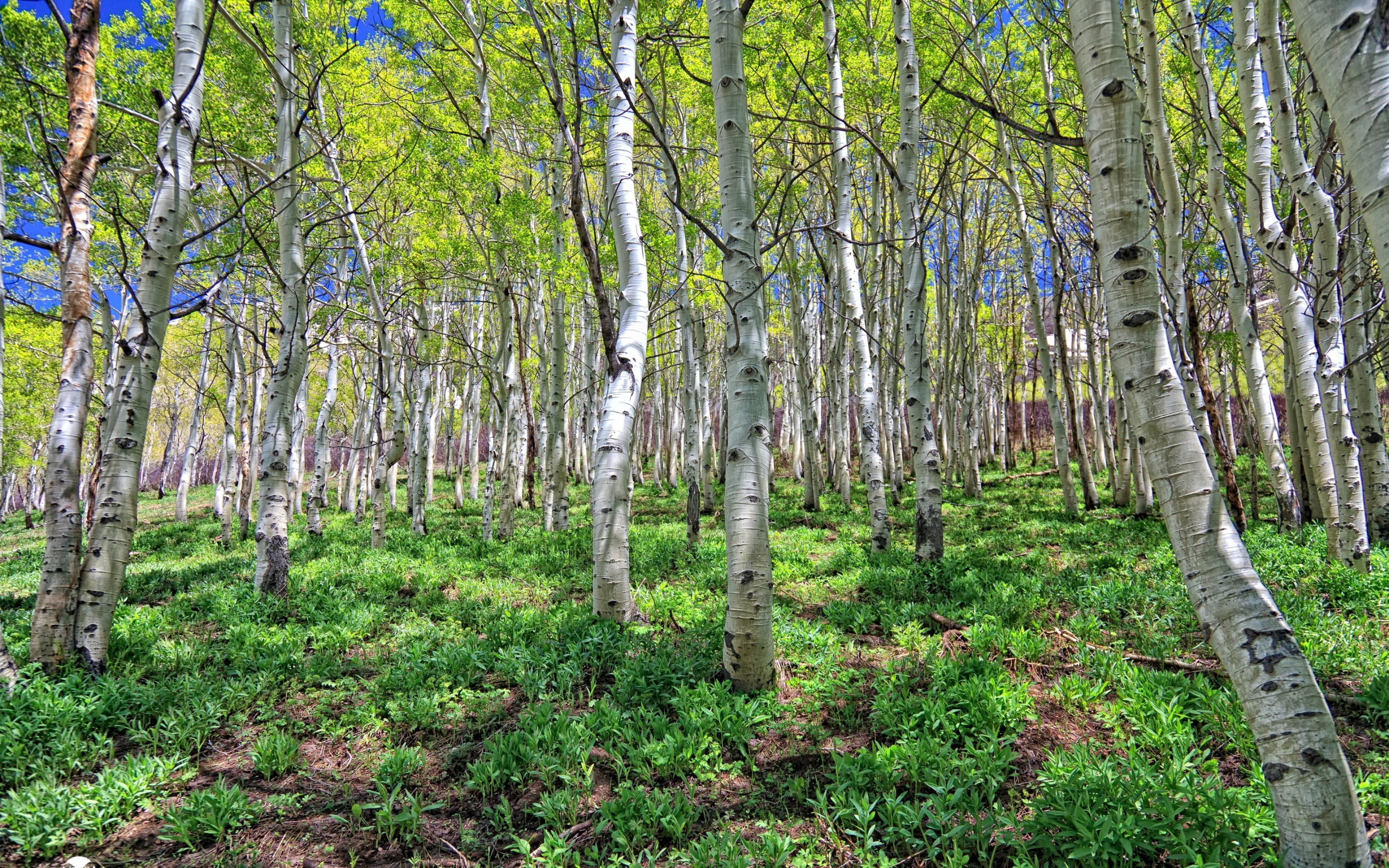 Birch forest. Березовая роща Кострома. Загорянка Березовая роща. Березовая роща Якутии.