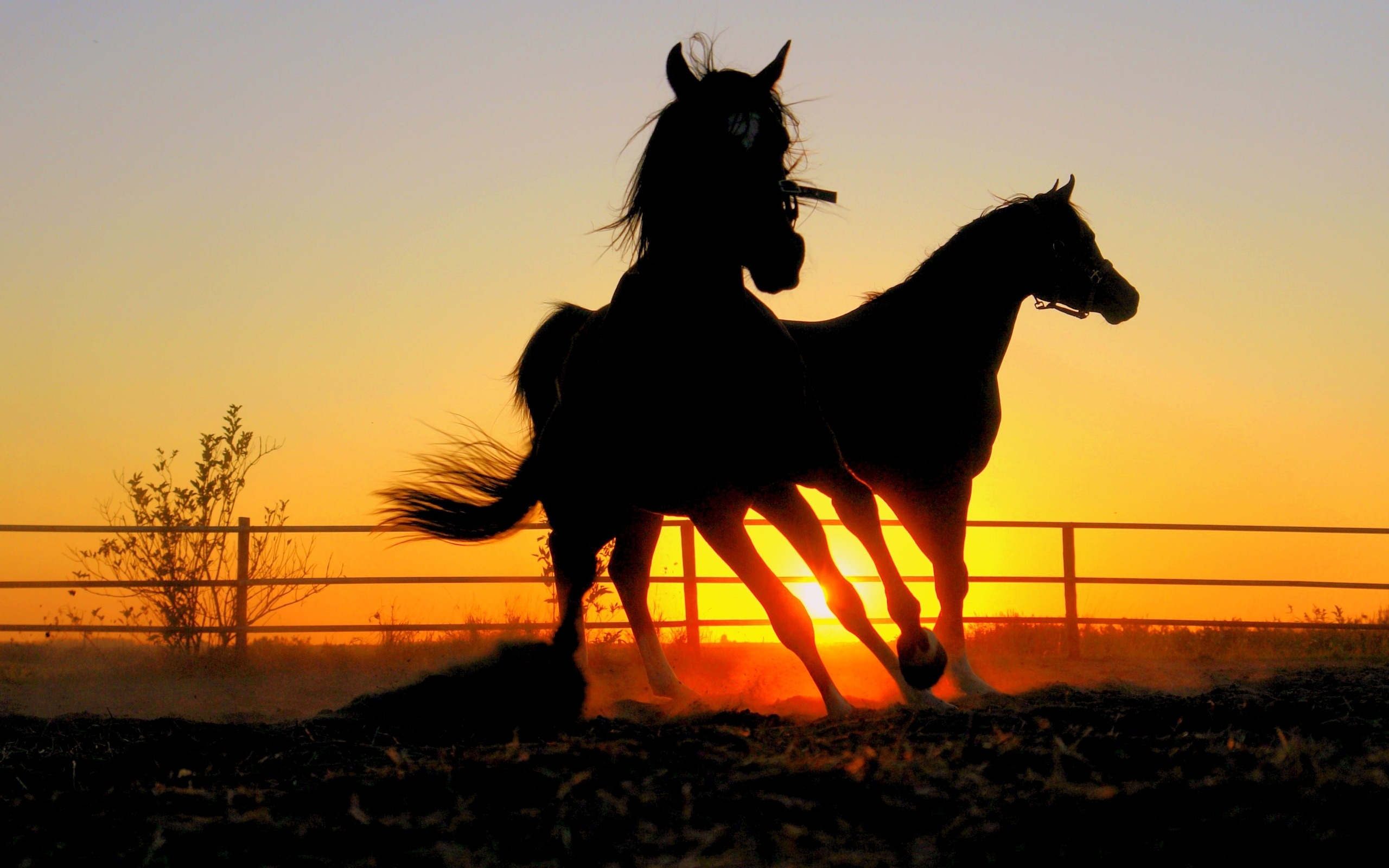 Стадо лошадей на закате без смс