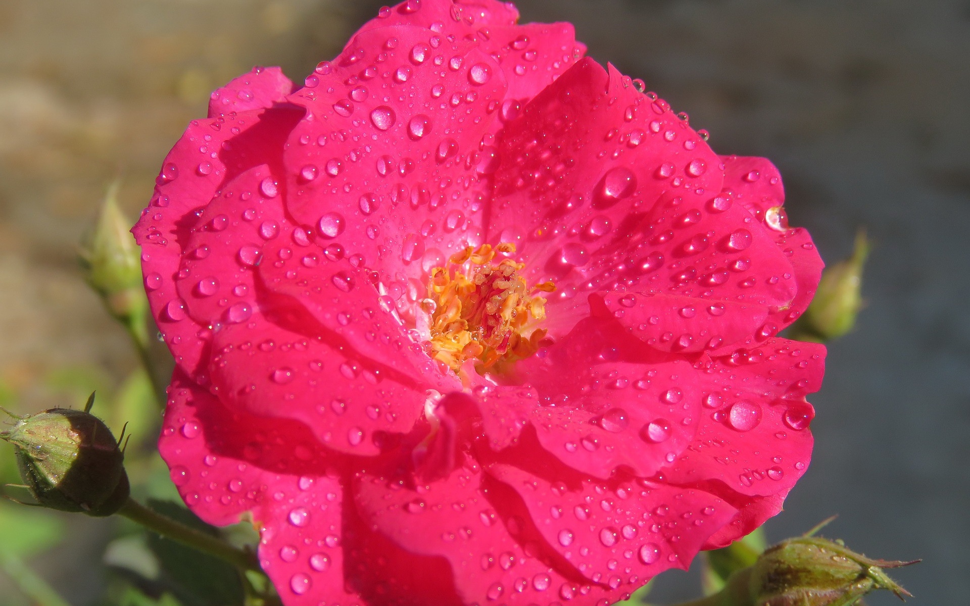 rosa, педик, флора