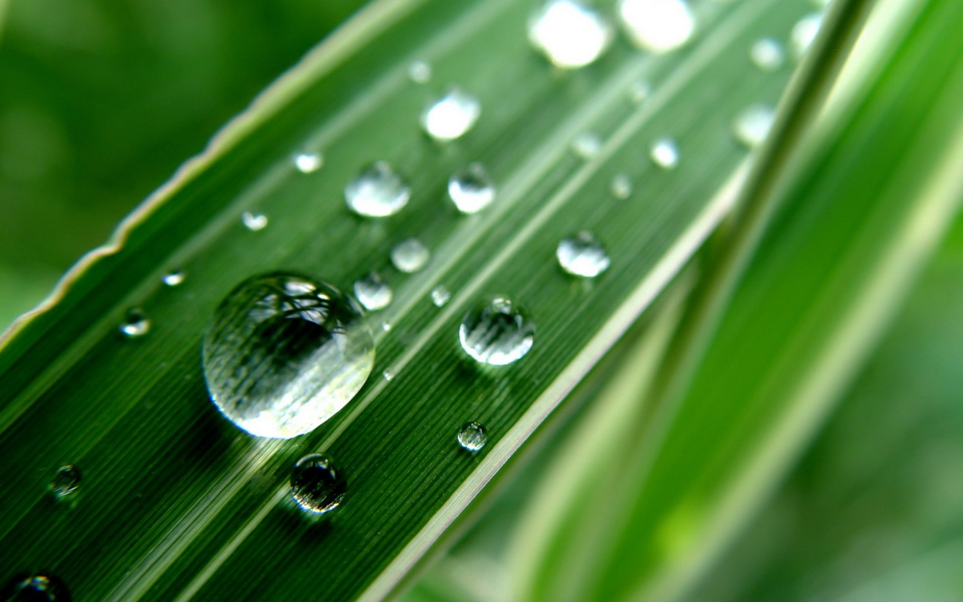 роса, gota, fonwall
