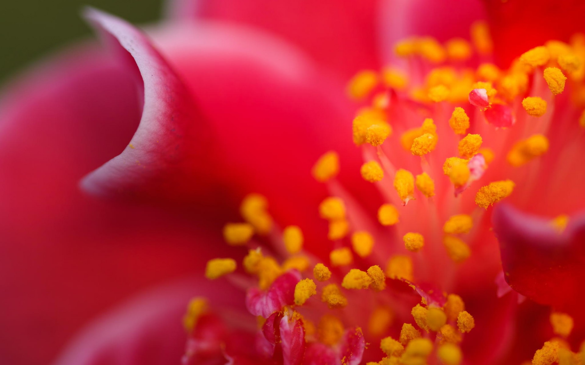 petals, изображение, макро